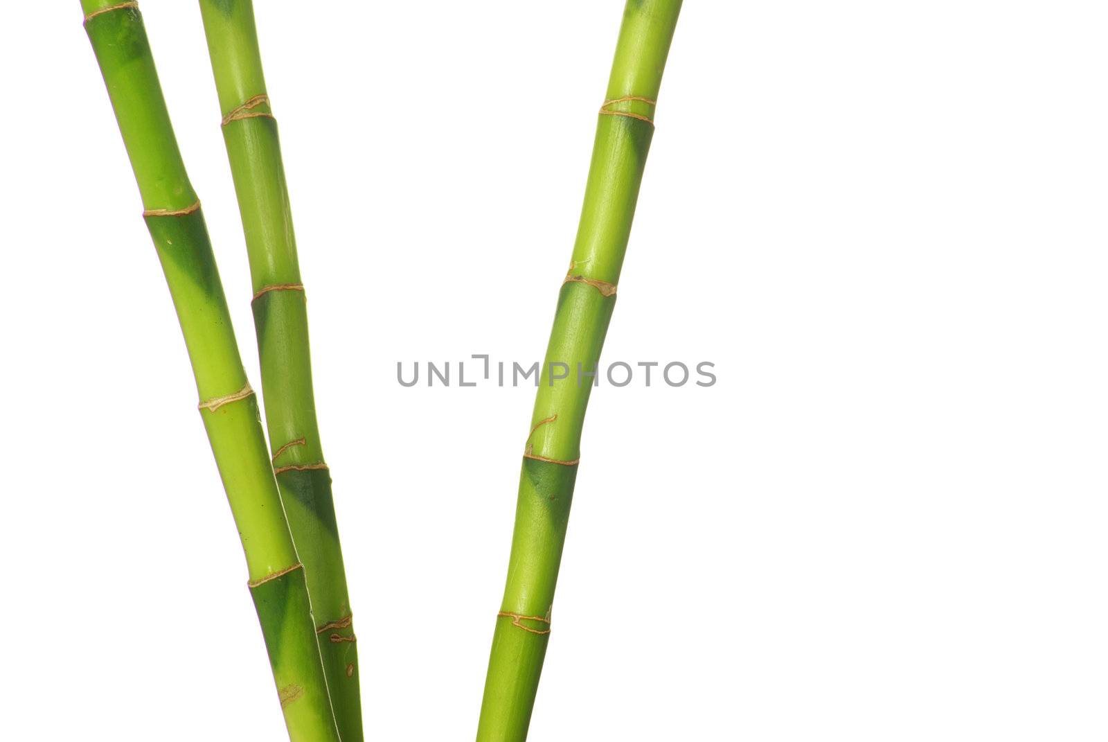 green bamboo  isolated on a white background