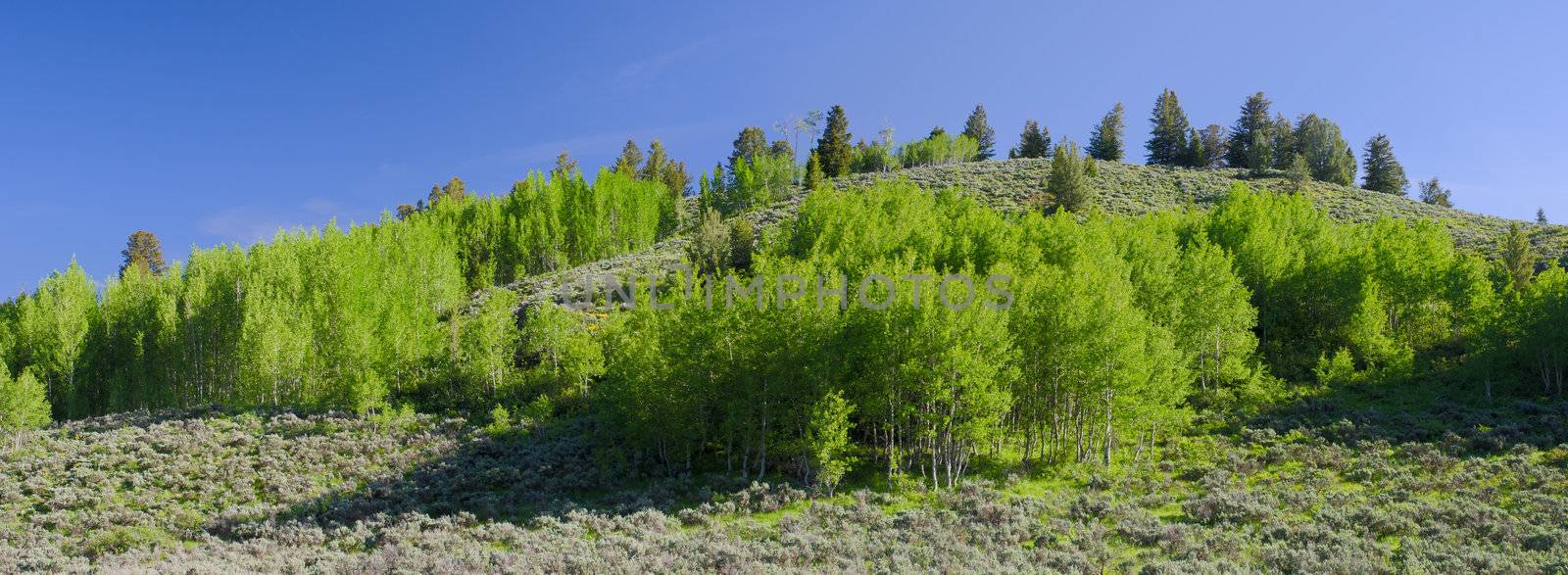 Quaking Aspen (Populus tremuloides) and sagebrush in early summer, Grand Teton National Park, Teton County, Wyoming, USA by CharlesBolin