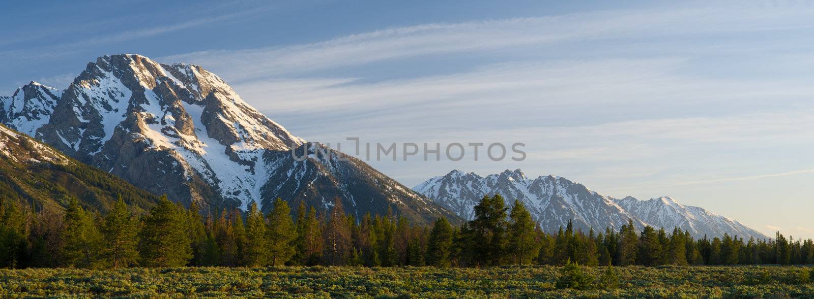 Mount Moran (left) and evergreen forest in early morning light, Grand Teton National Park, Teton County, Wyoming, USA