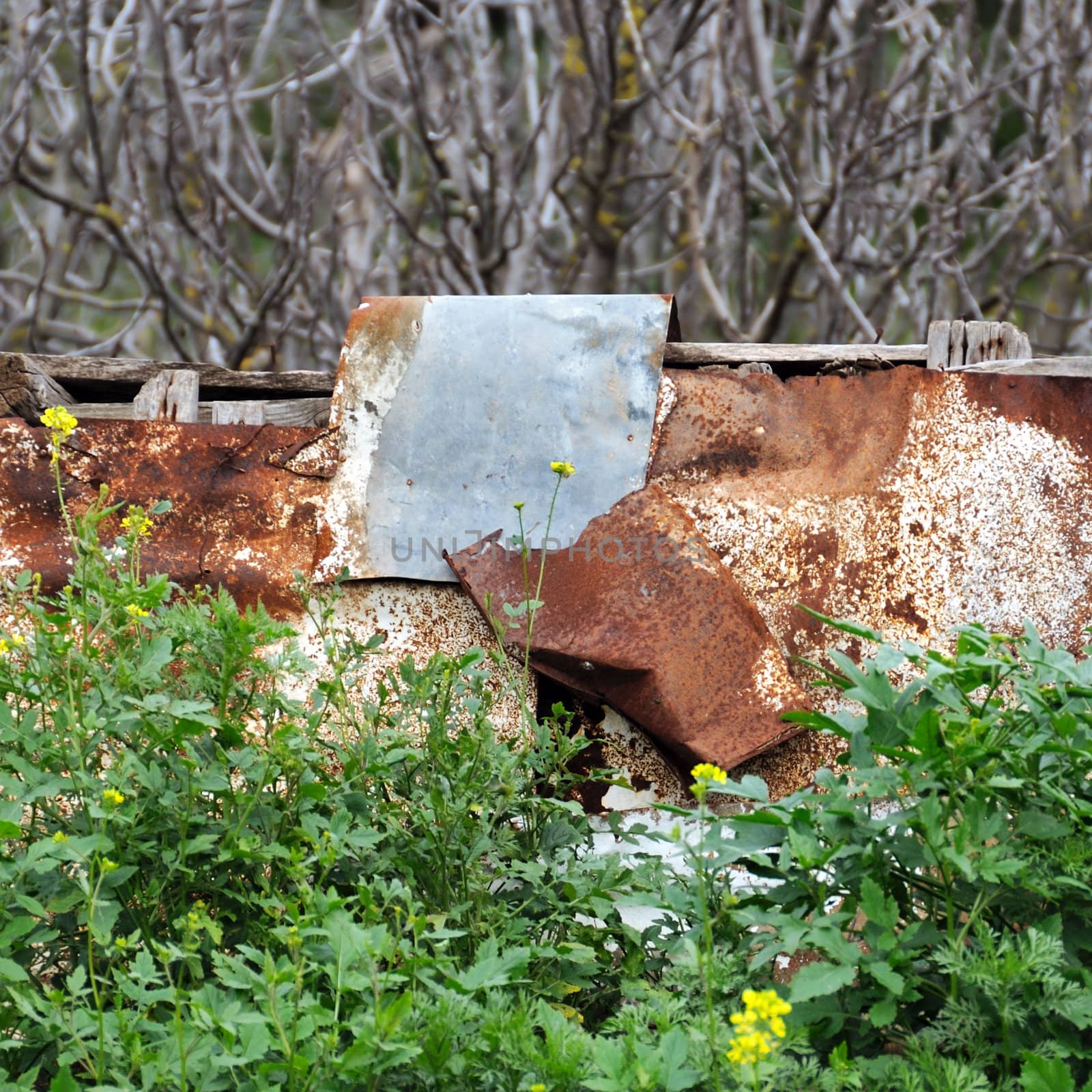 Rusty aluminum sheeting and blooming wild flowers.