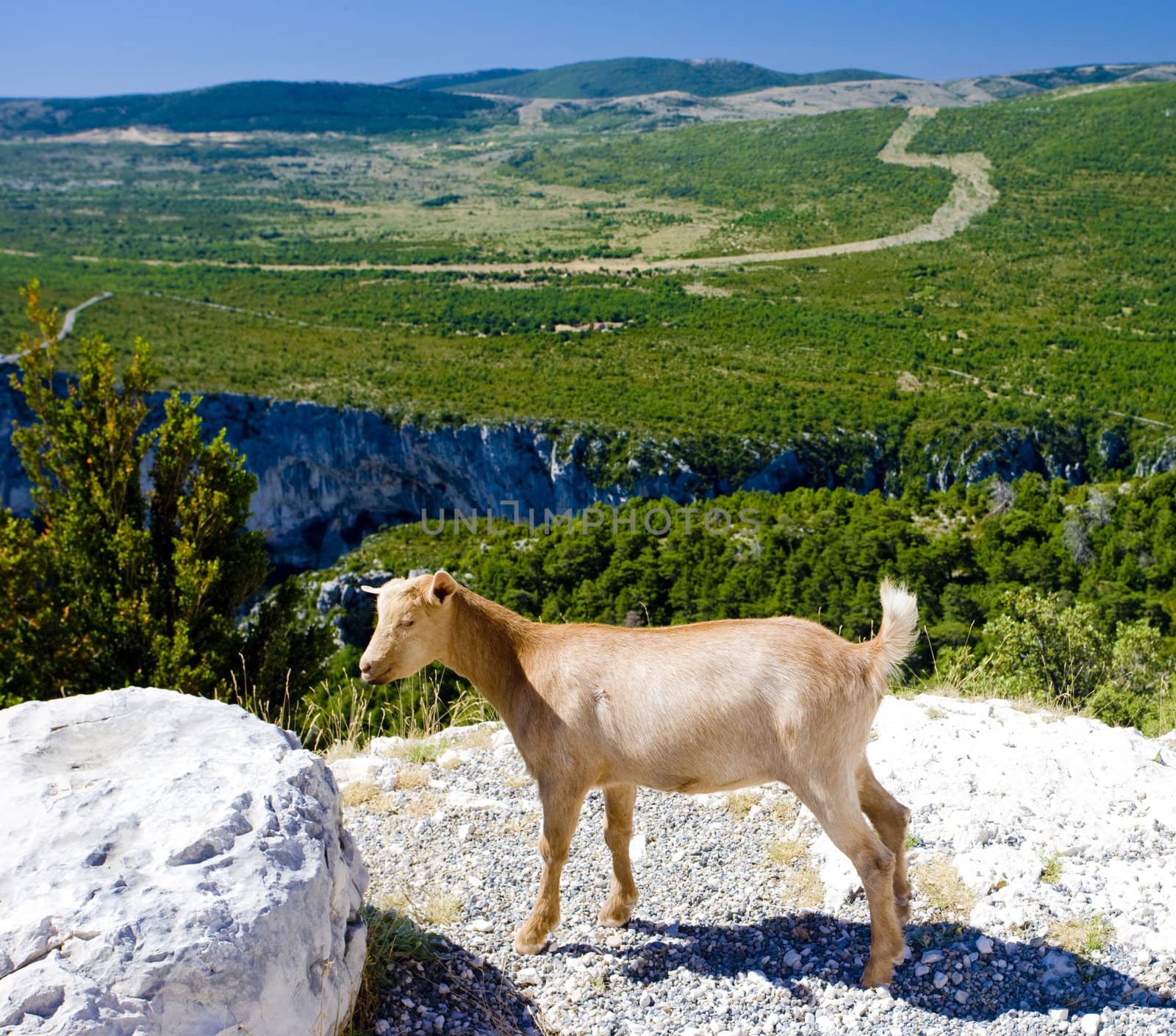 Verdon Gorge, Provence, France