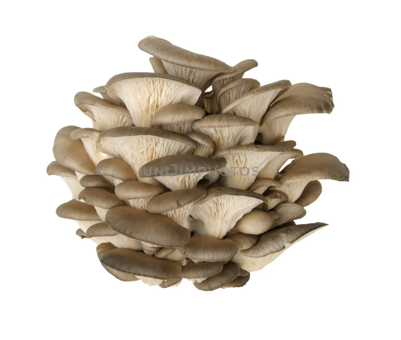 oyster mushroom isolated on a white background