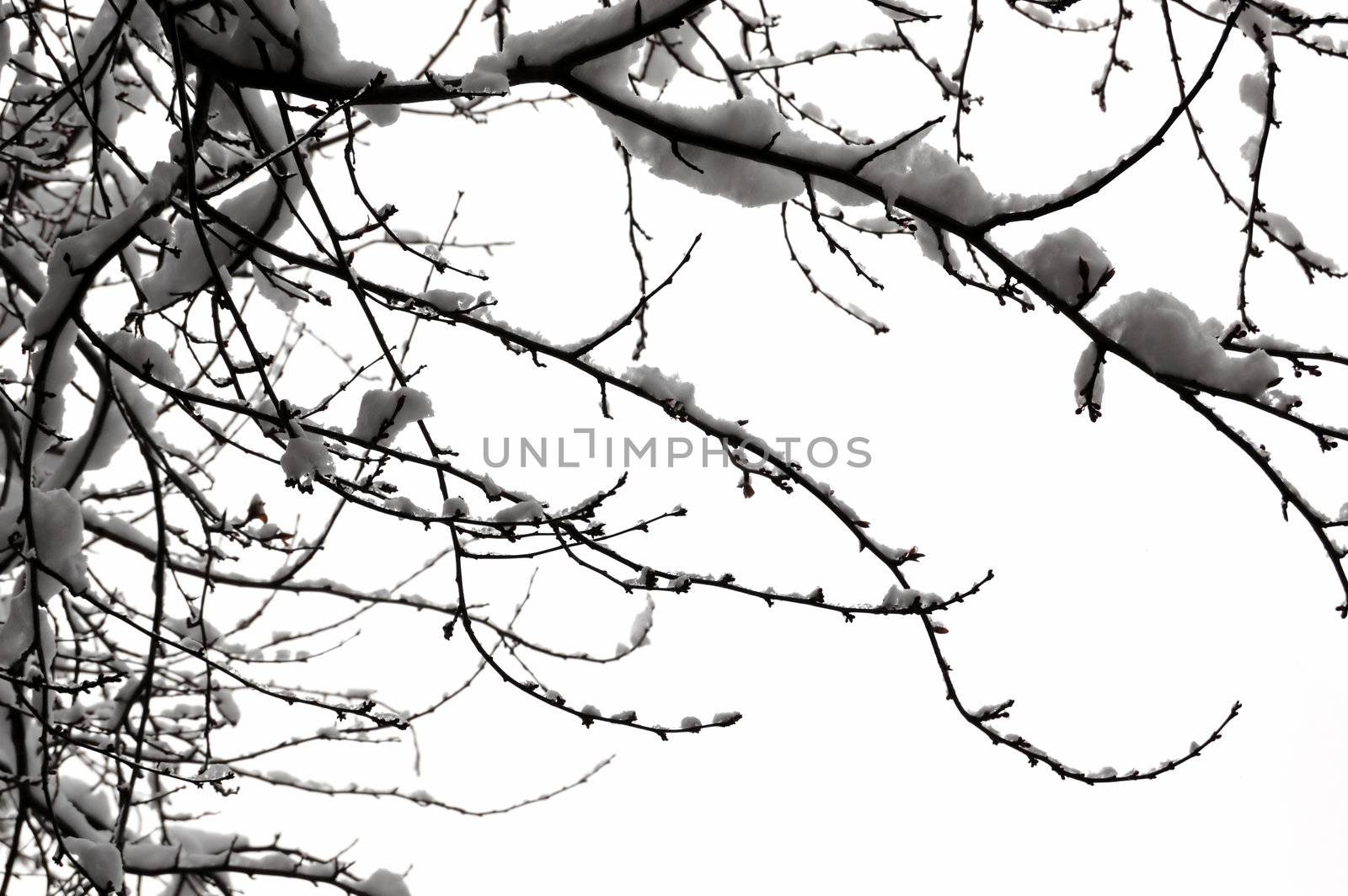 Tree branches covered in snow. Winter background.