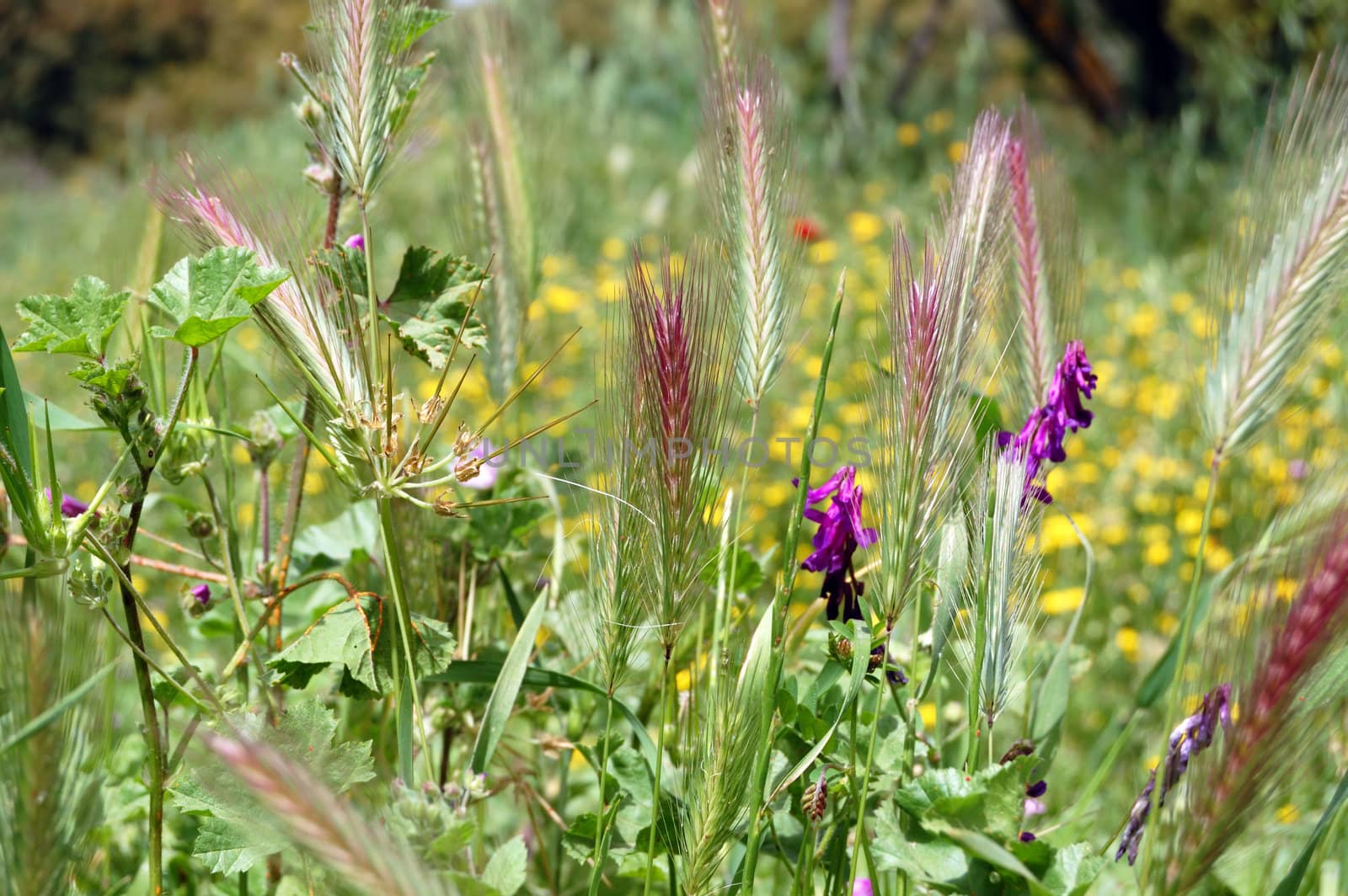 Blooming wildflowers and plants in a park. Springtime nature.