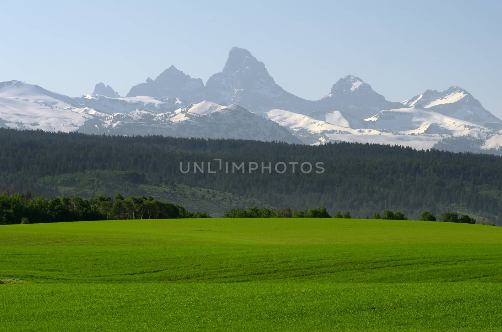 Rolling green wheat fields and the Teton Mountains in early summer, Teton County, Idaho, USA by CharlesBolin