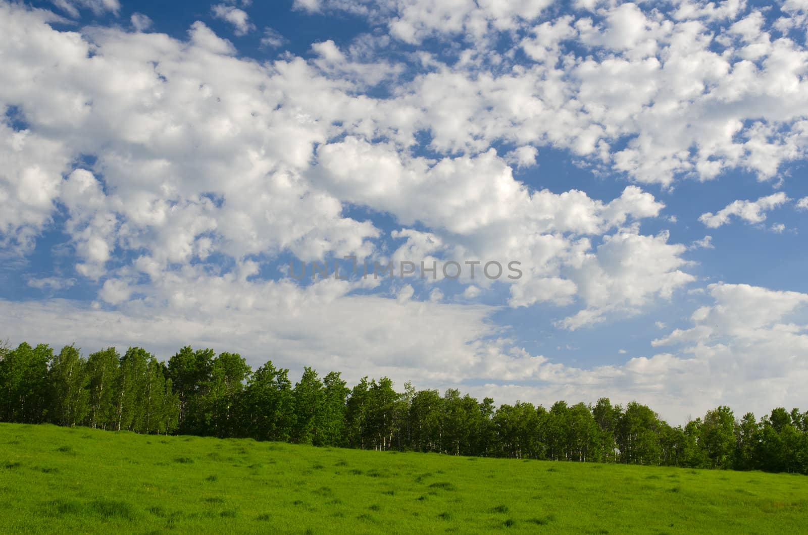 Green pasture, Quaking Aspens (Populus tremuloides) and clouds, Teton County, Idaho, USA by CharlesBolin