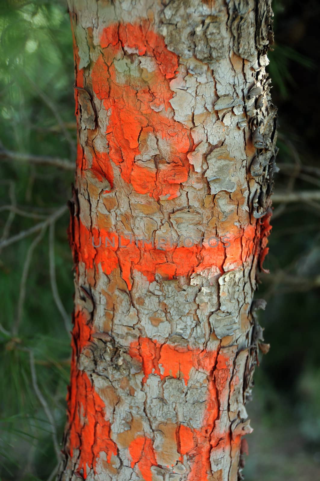 Tree trunk with red painted numbers.