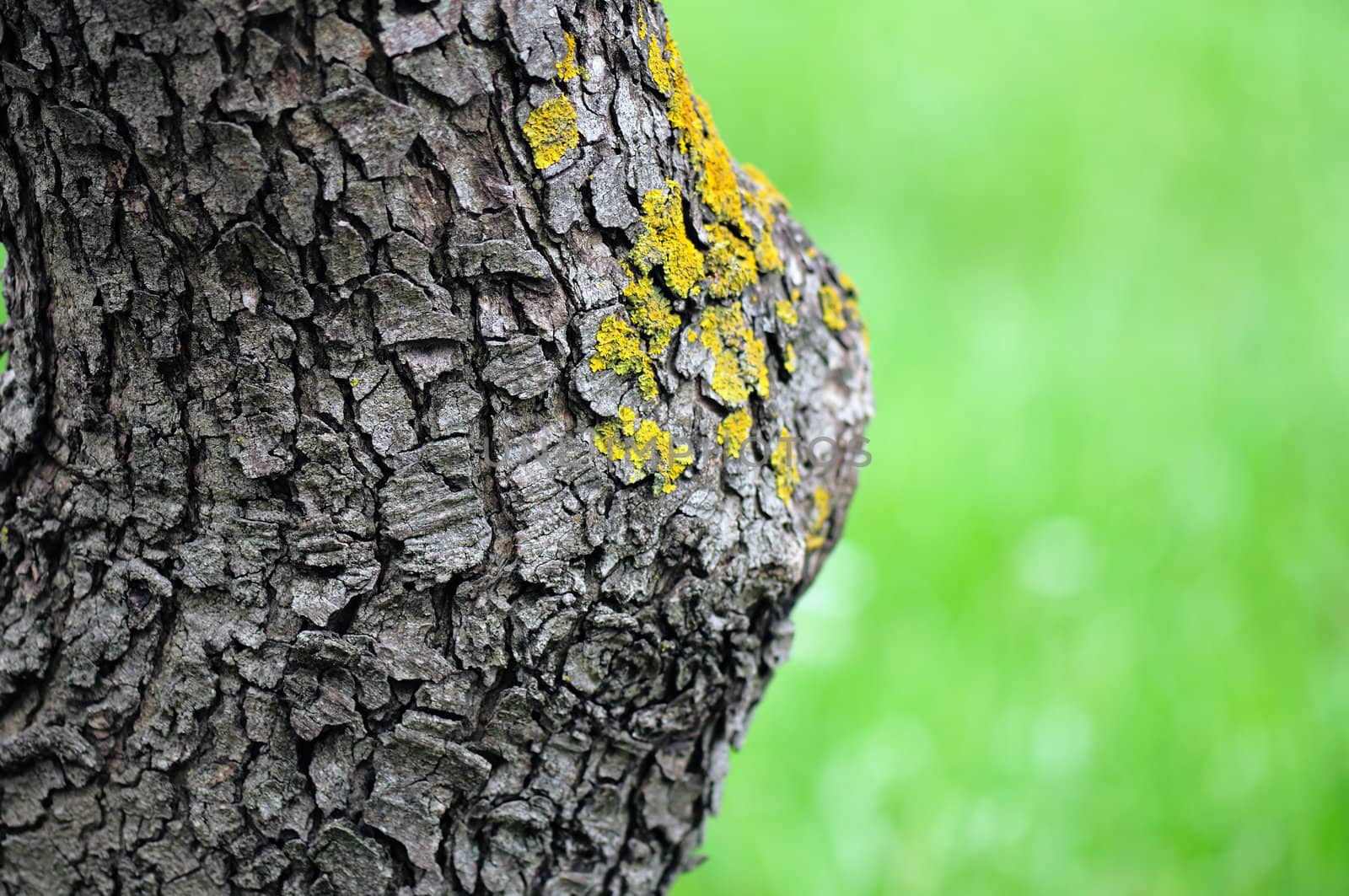 Detail of tree trunk with yellow moss fungus. Selective focus.