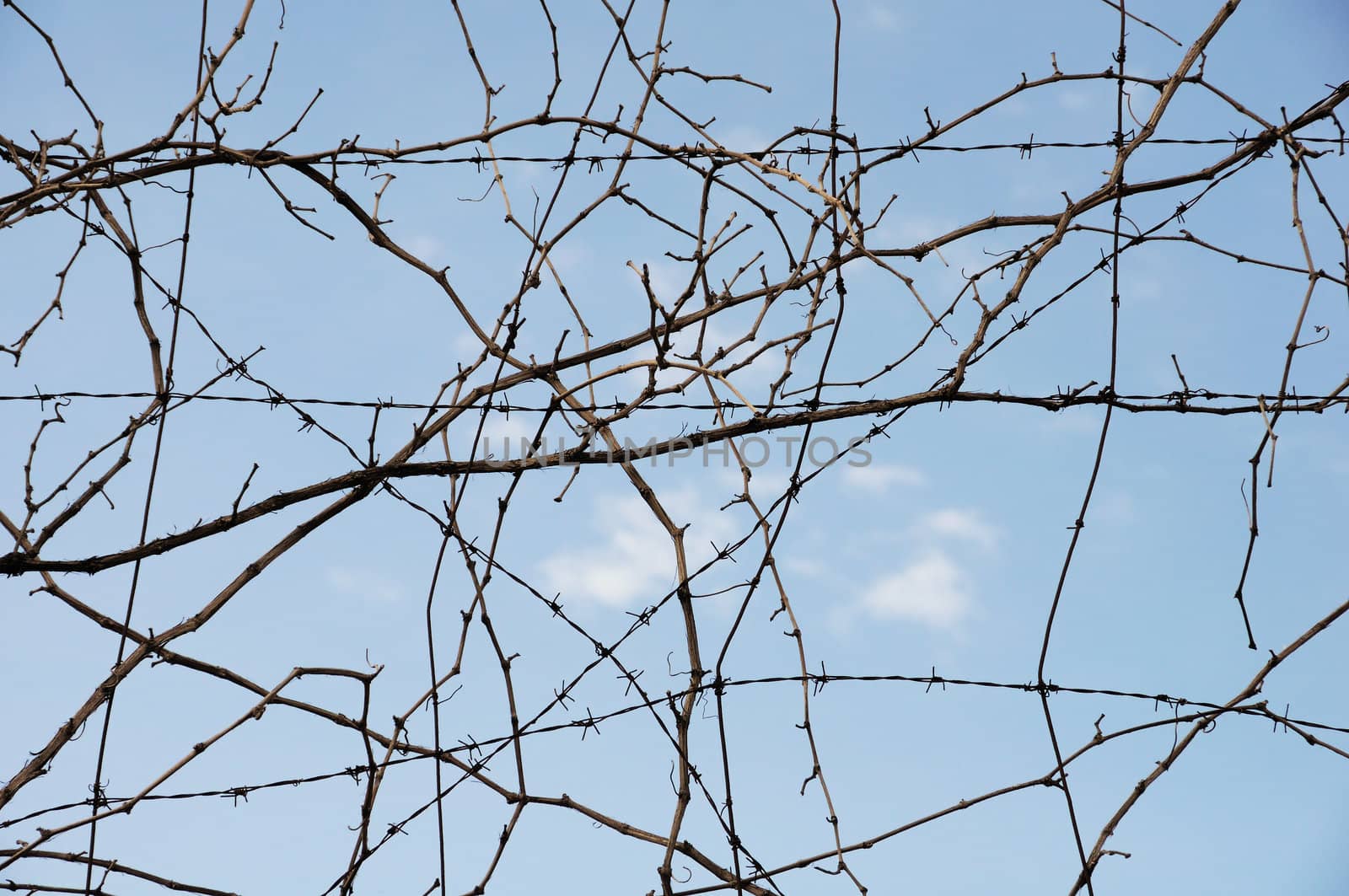 Vine plant branches and barbed wire. Abstract background.