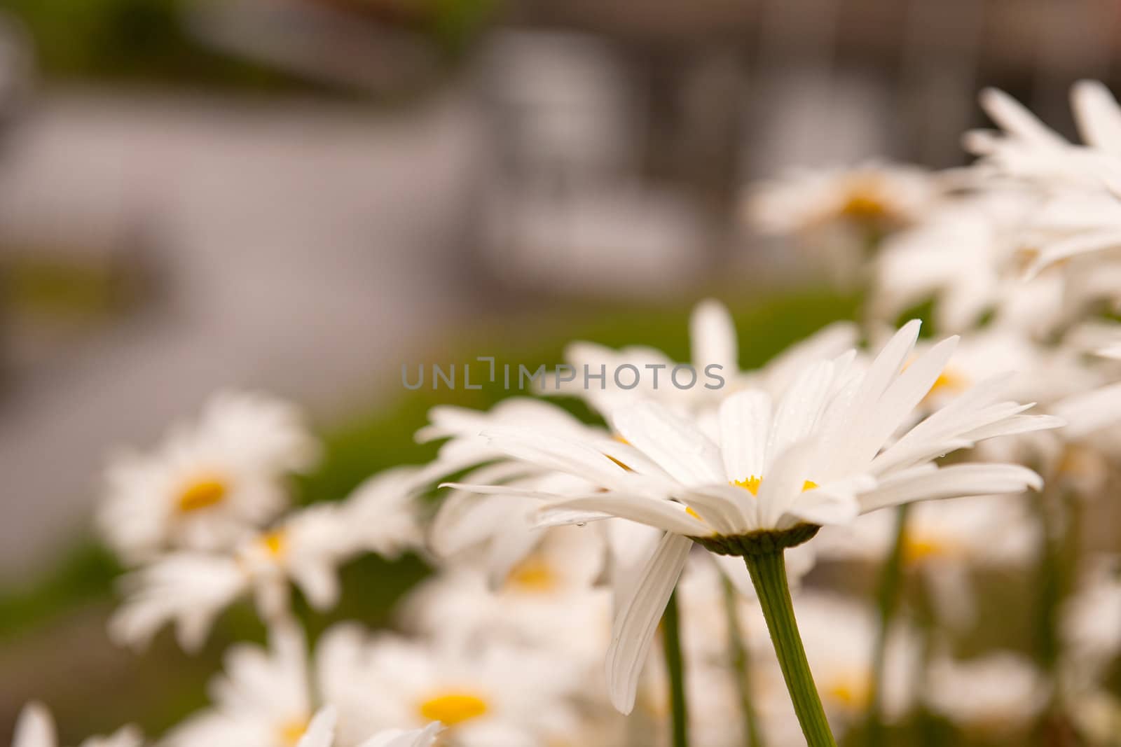 a closeup of a daisy in the field
