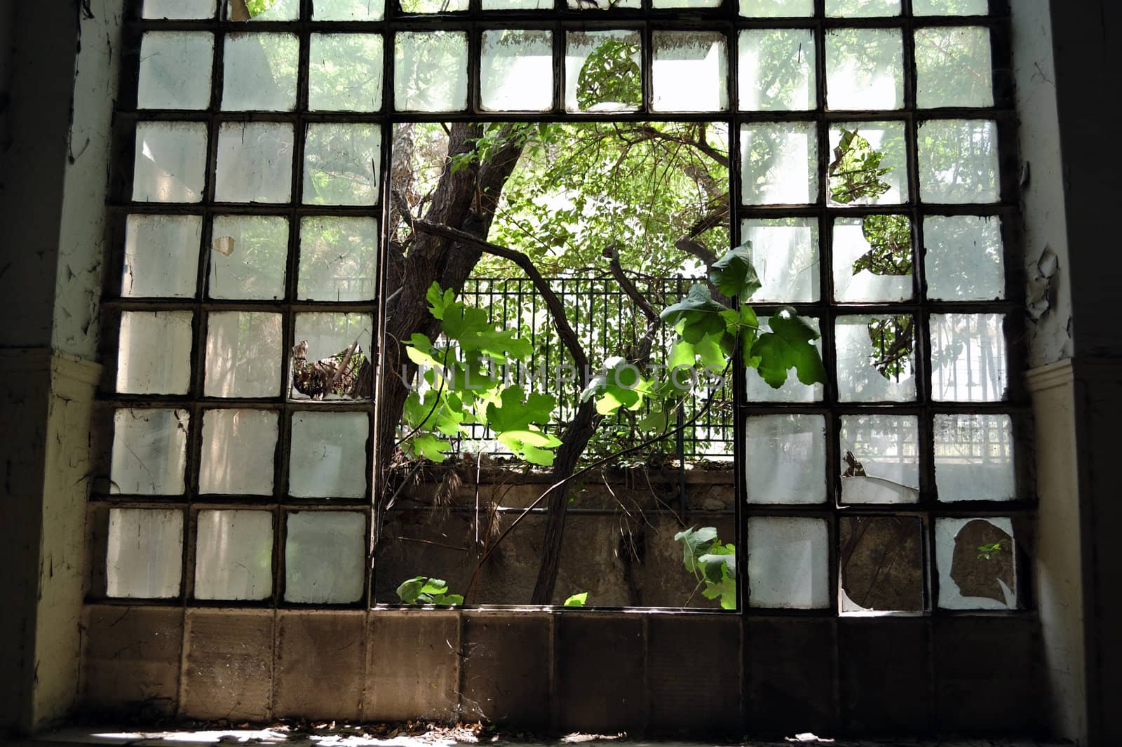 Tree growing through the broken windows of an abandoned factory.