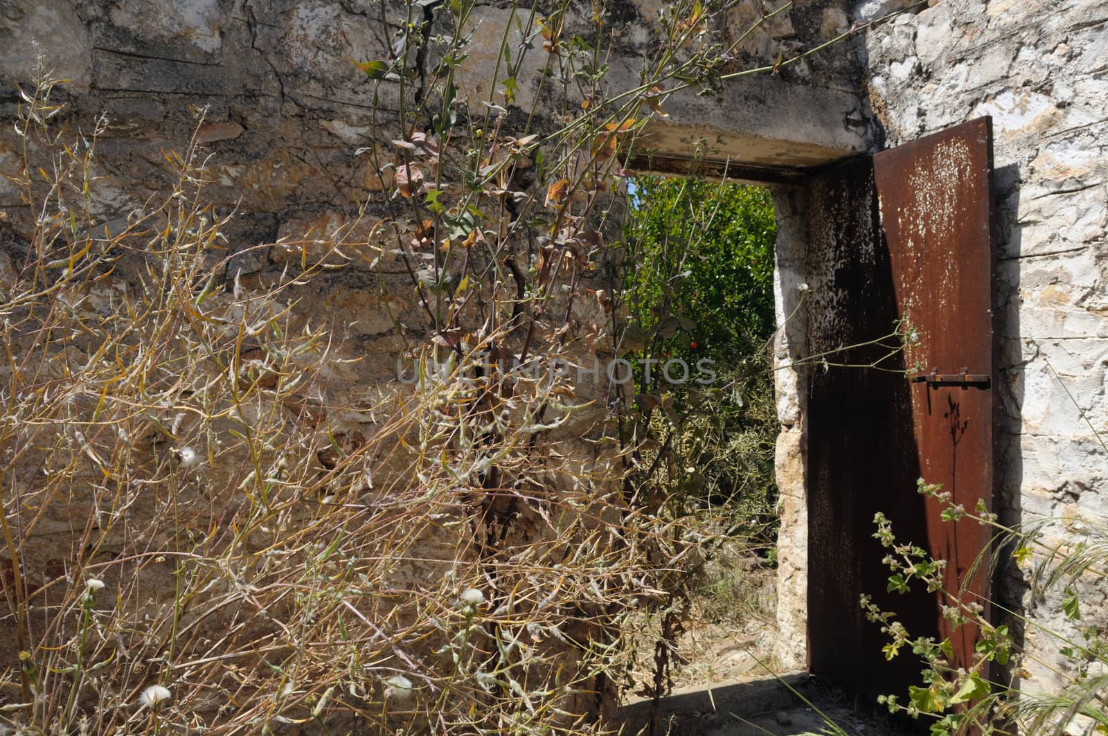 Withered overgrown plants in the garden of an abandoned house.