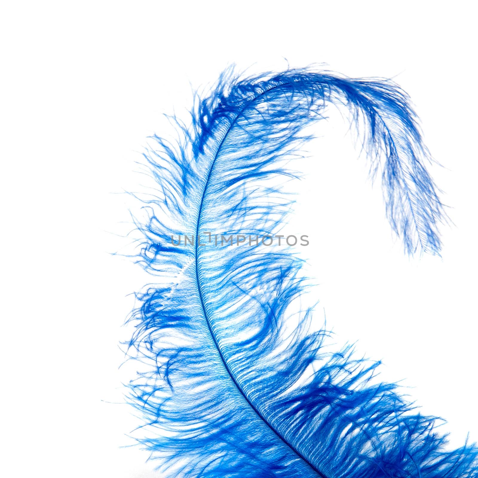 a blue feather