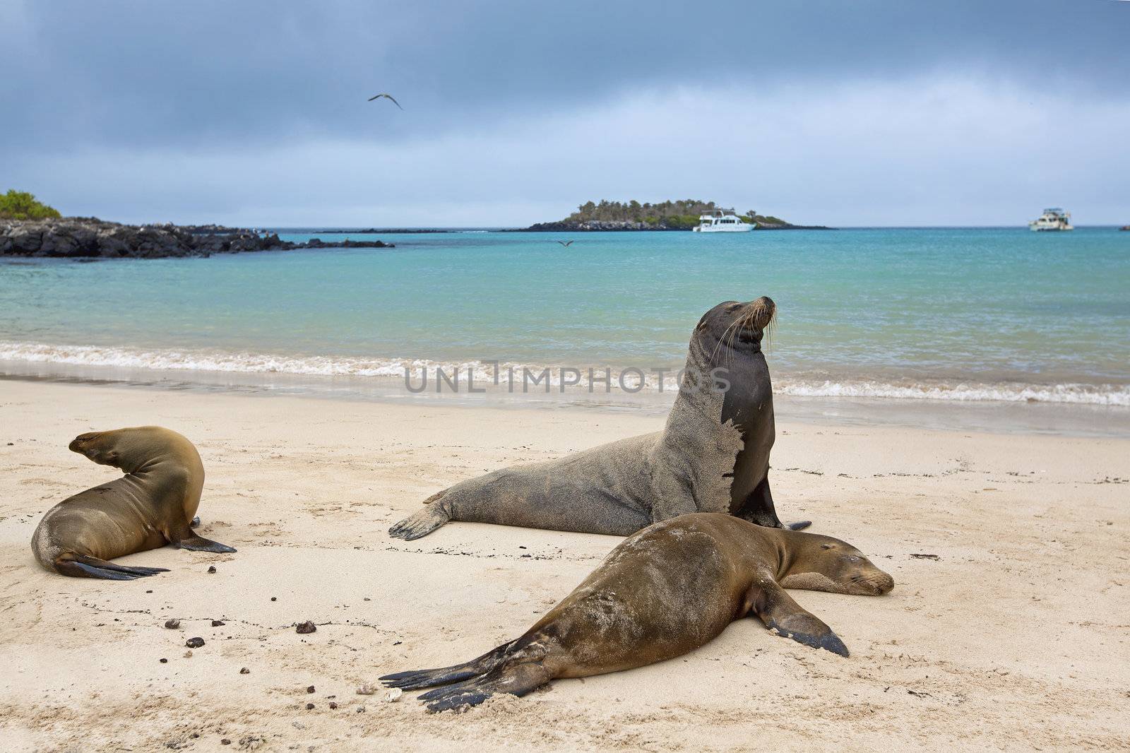 Sea lion colony on Santa Fe island, Galapagos