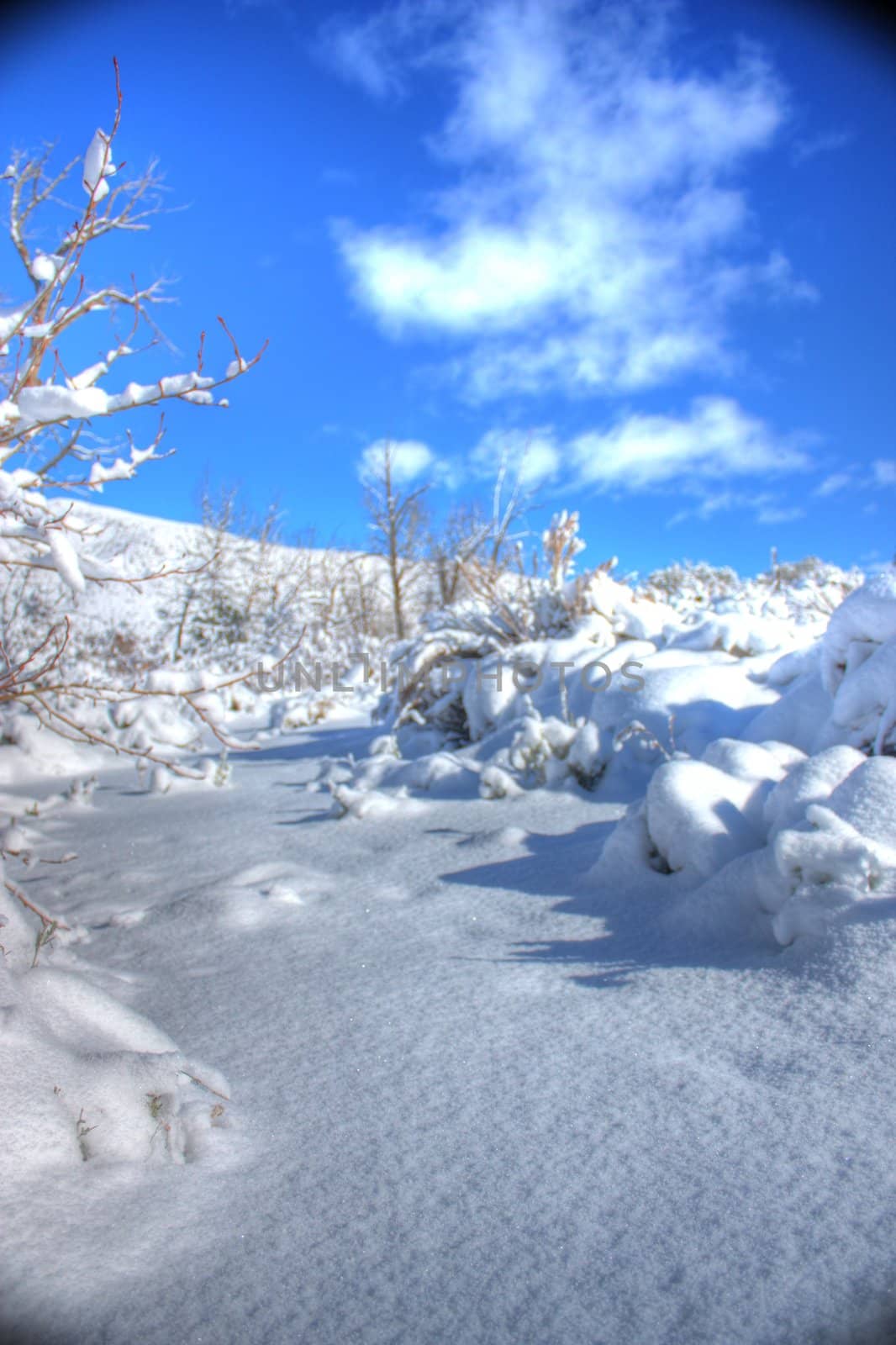 Winter snow with a blue sky