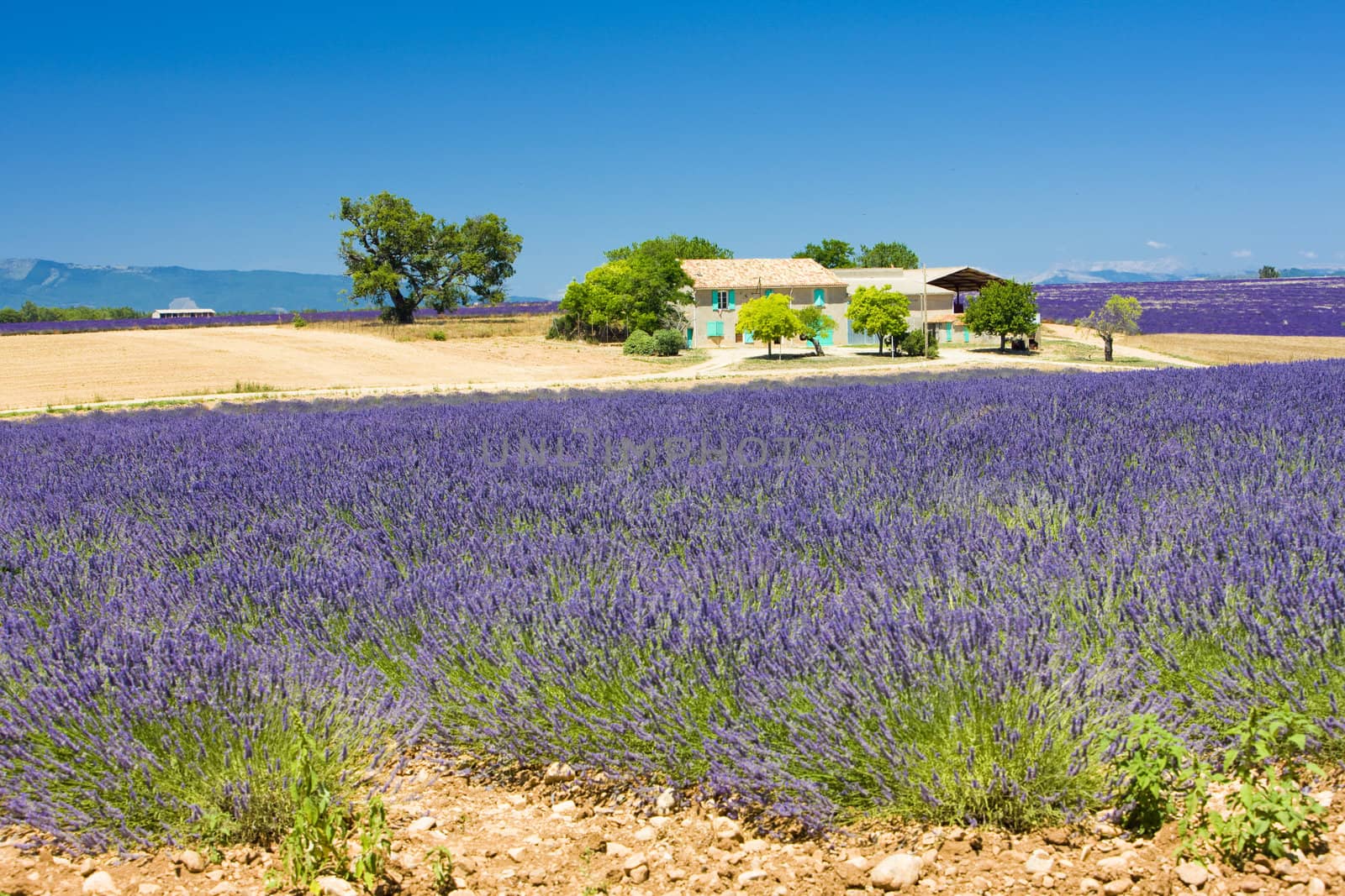 lavender field, Plateau de Valensole, Provence, France