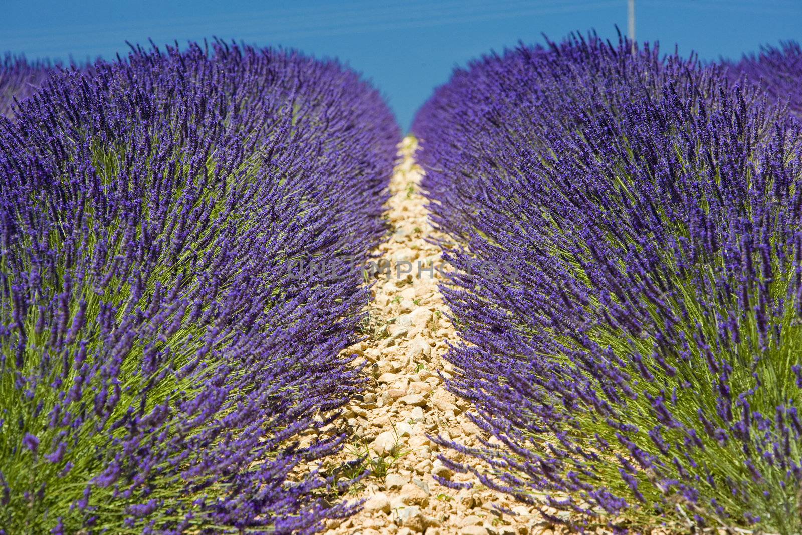 lavender field, Plateau de Valensole, Provence, France