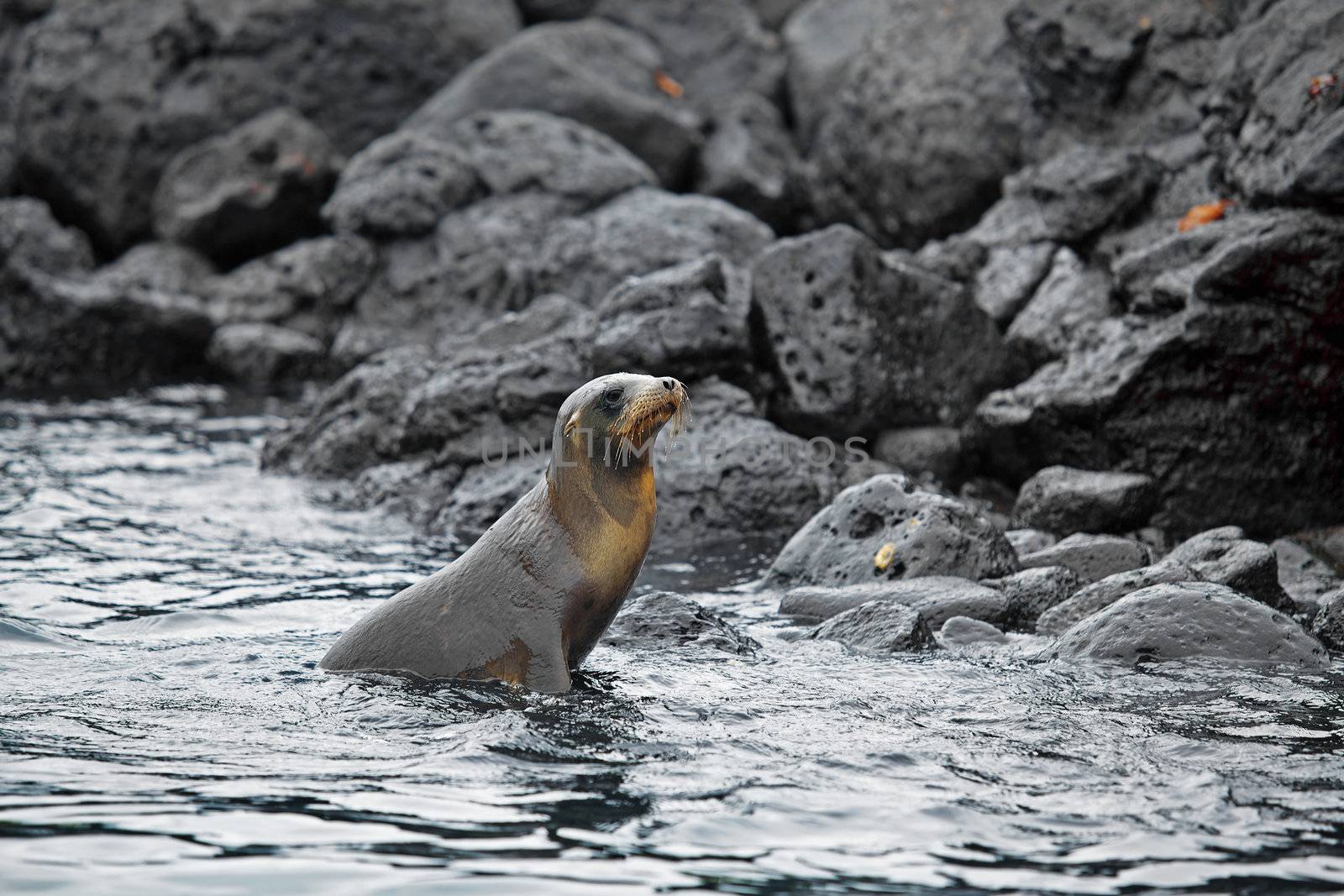 Sea lion colony by kjorgen