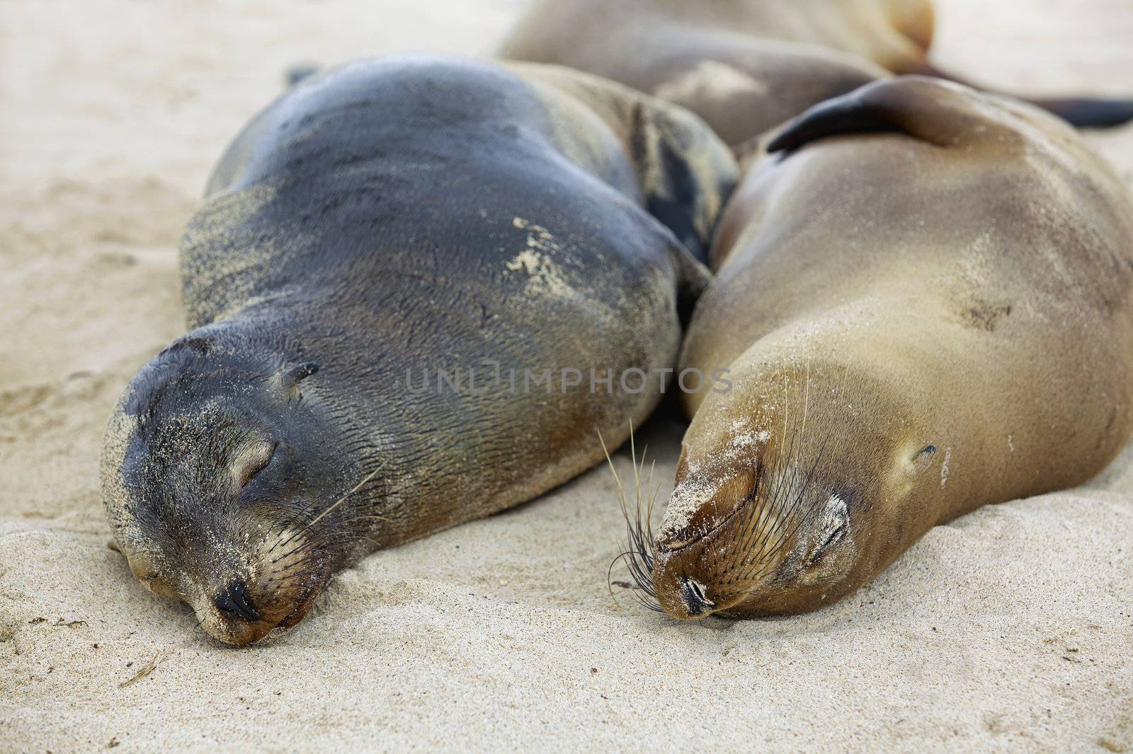 Sea lion colony on Santa Fe island, Galapagos