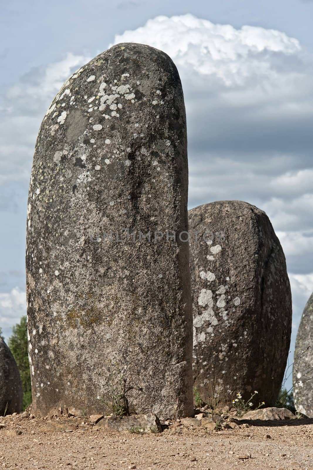 Menhirs in megalithic monument of Cromelech dos Almendres - Evora -Portugal