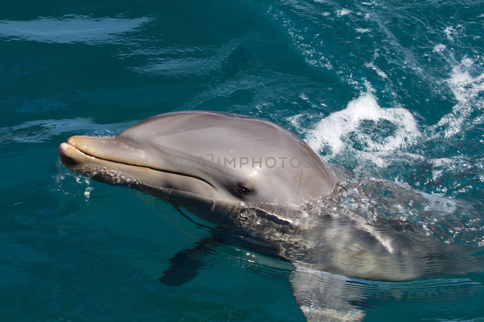 A wild bottlenose dolphin (Turisops Truncatus)  looking inquisitively out of the clear deep blue atlantic ocean 