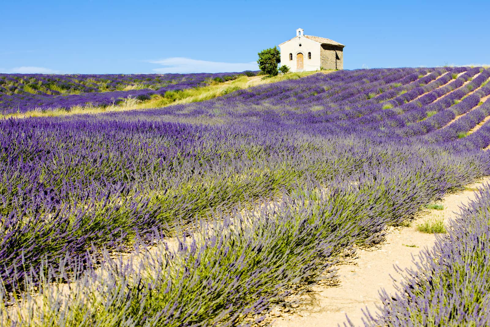 chapel with lavender field, Plateau de Valensole, Provence, France