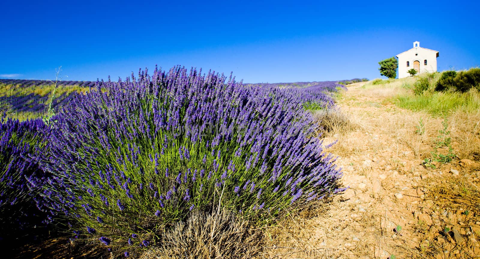 chapel with lavender field, Plateau de Valensole, Provence, France
