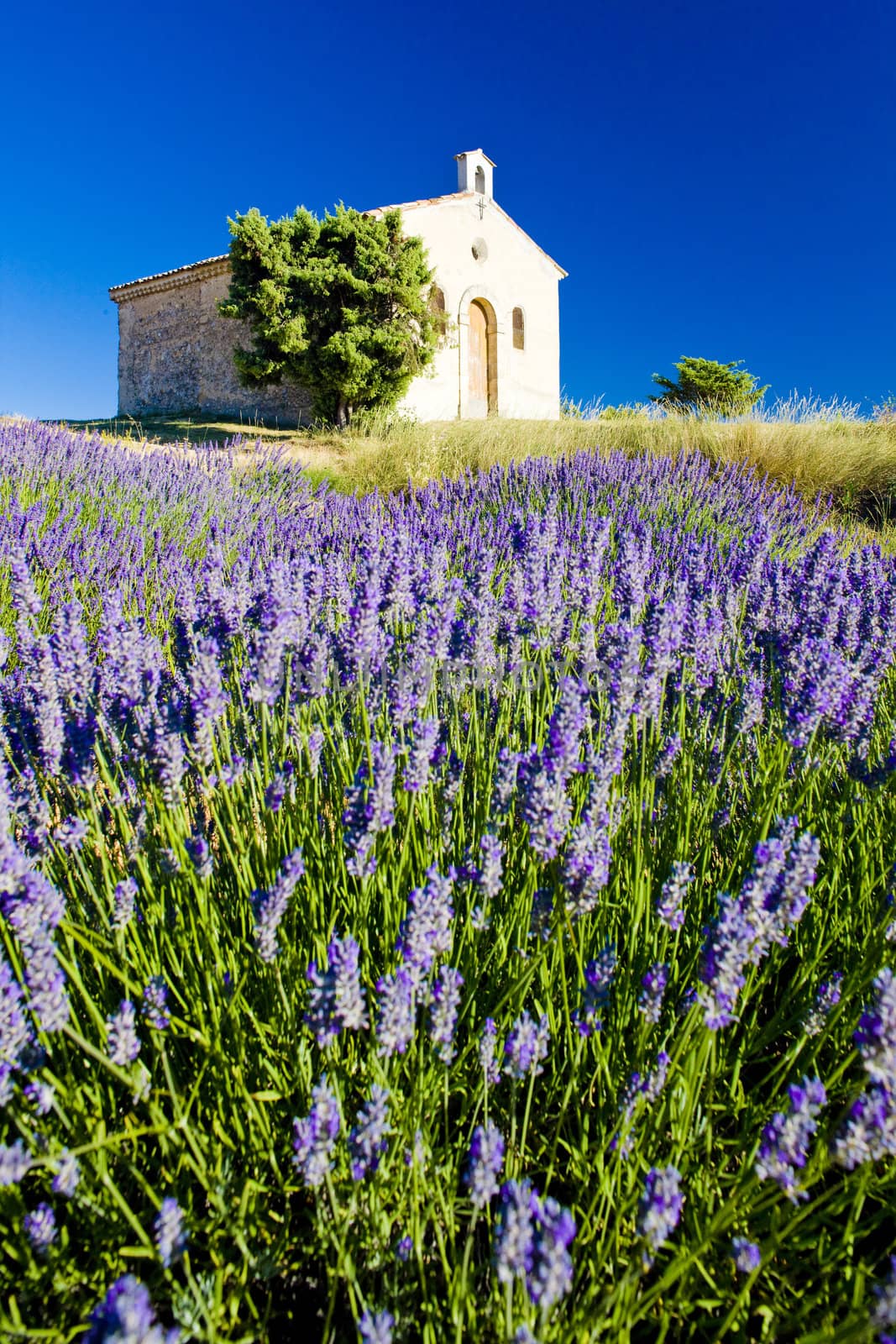 chapel with lavender field, Plateau de Valensole, Provence, France