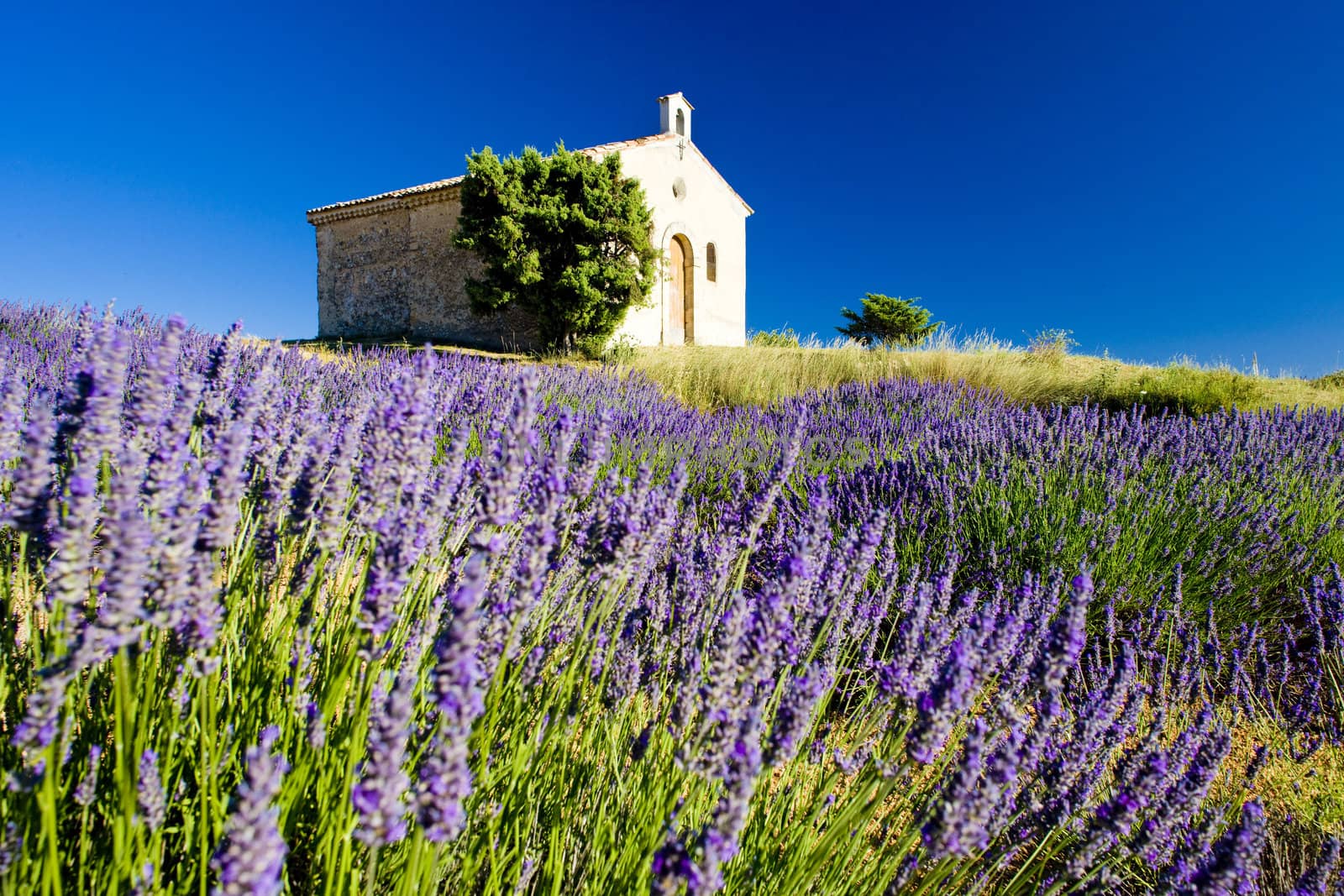 chapel with lavender field, Plateau de Valensole, Provence, France