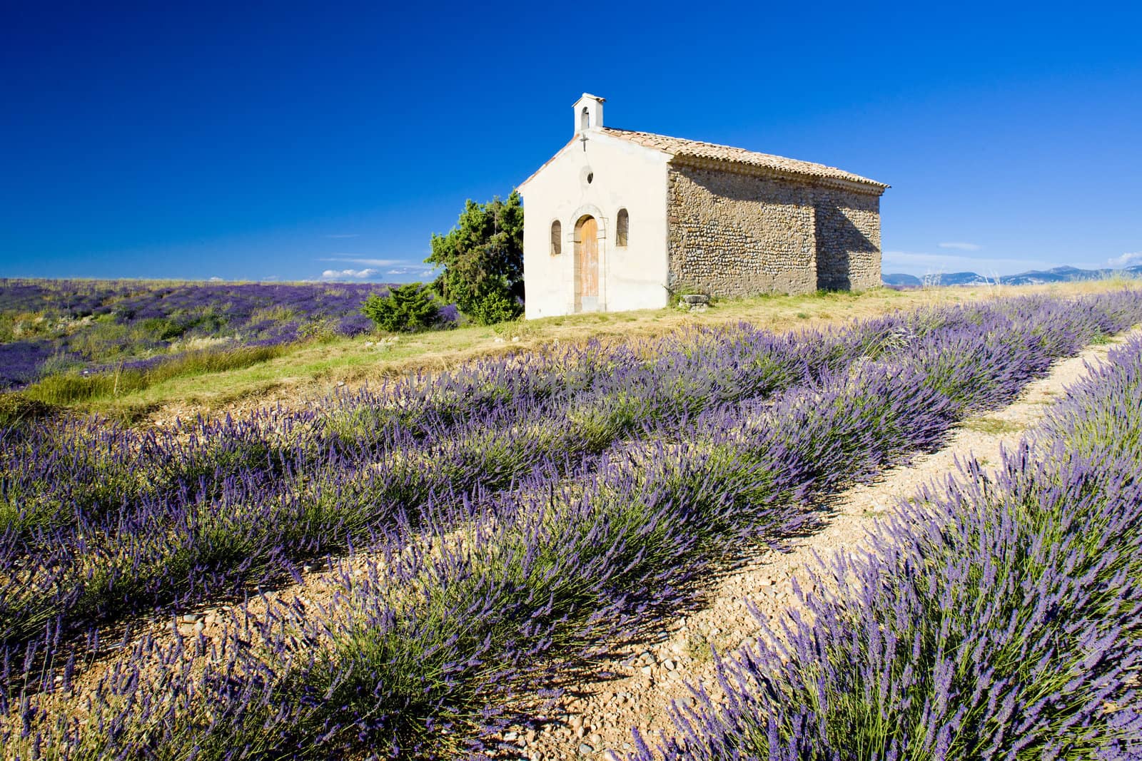 chapel with lavender field, Plateau de Valensole, Provence, France
