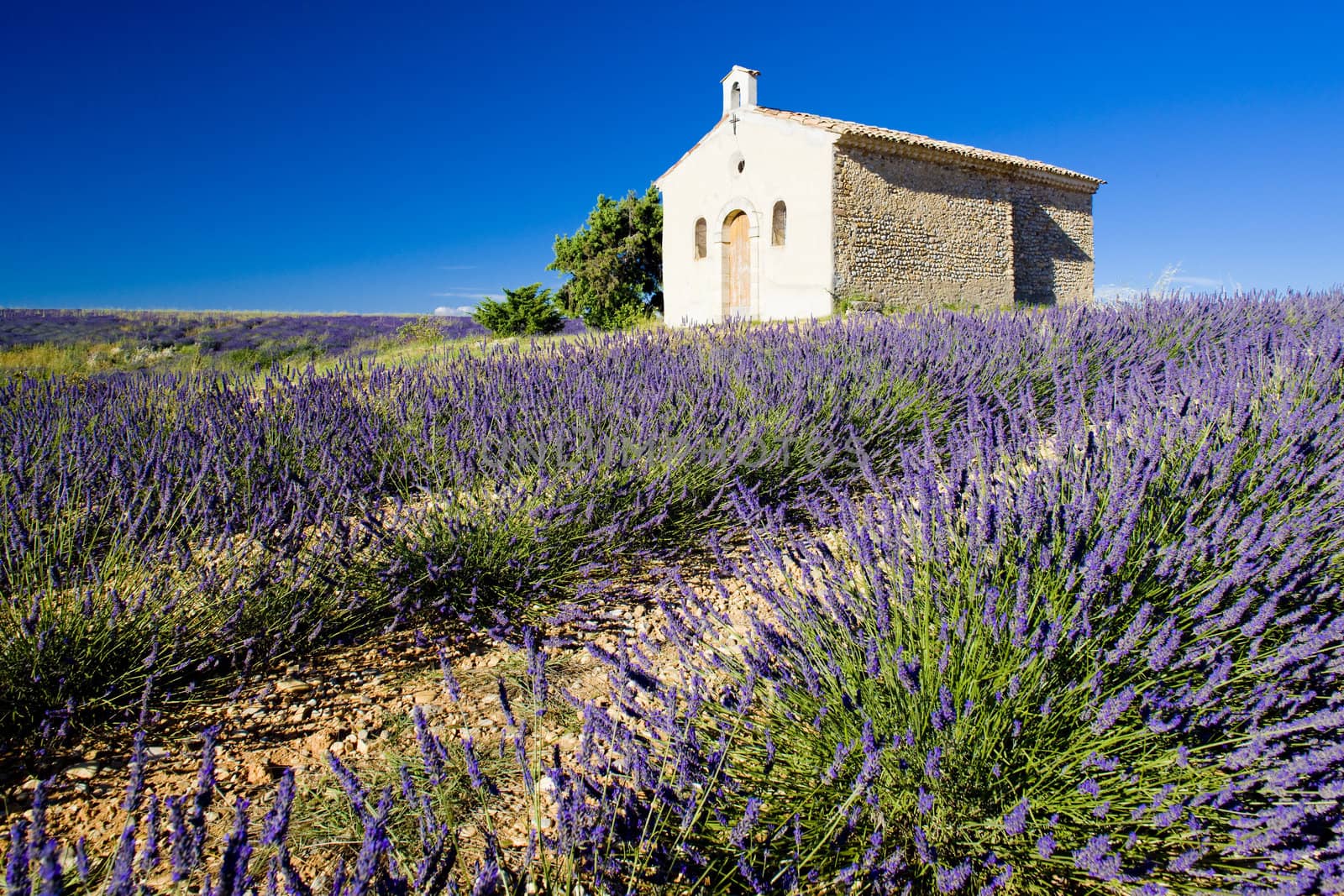 chapel with lavender field, Plateau de Valensole, Provence, France