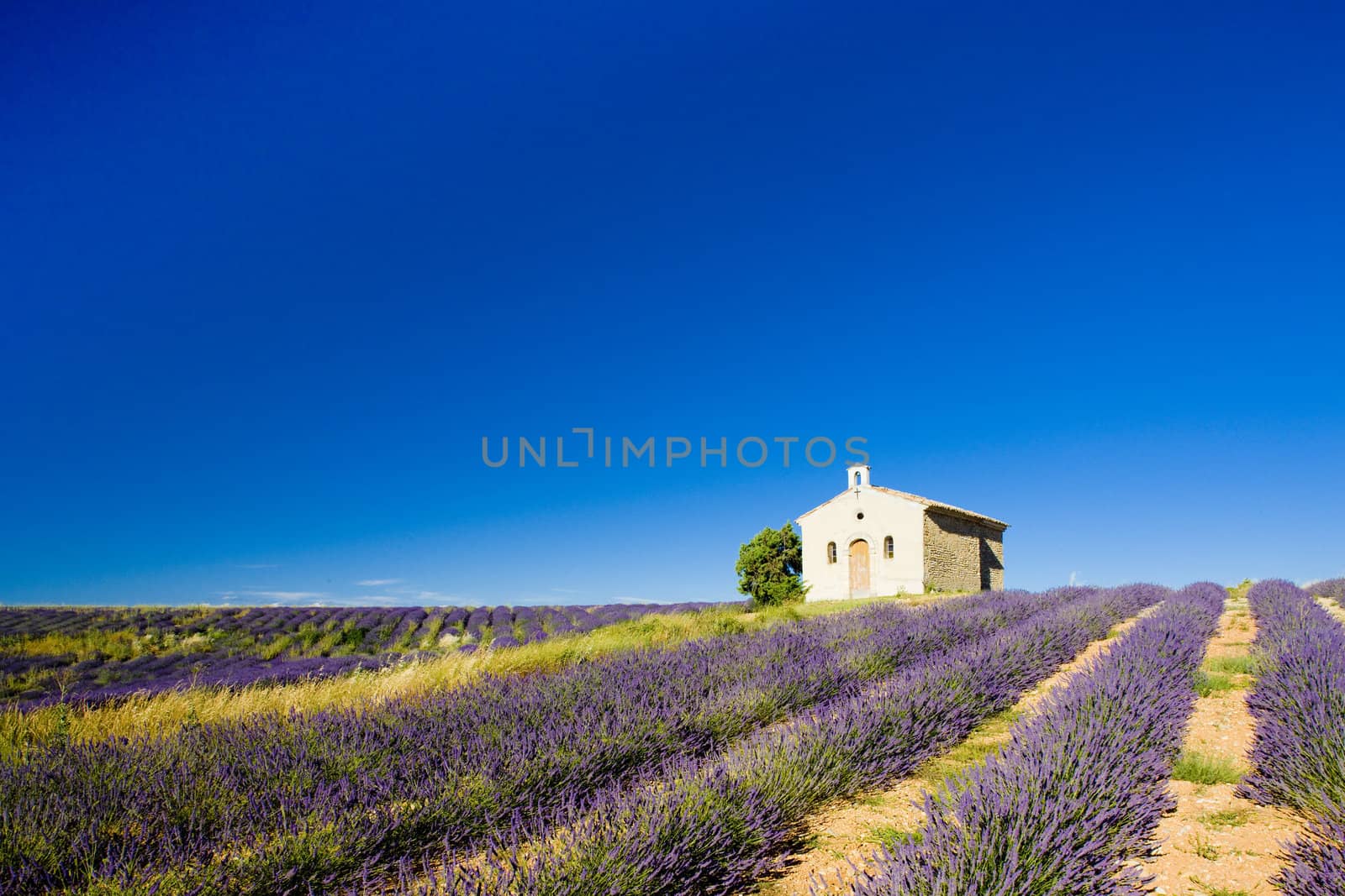 chapel with lavender field, Plateau de Valensole, Provence, France