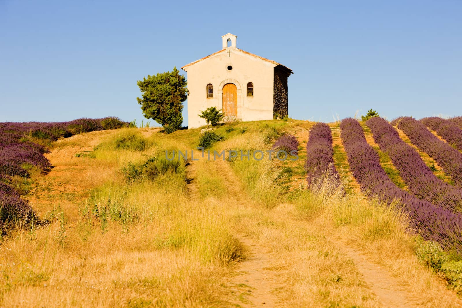 chapel with lavender field, Plateau de Valensole, Provence, France