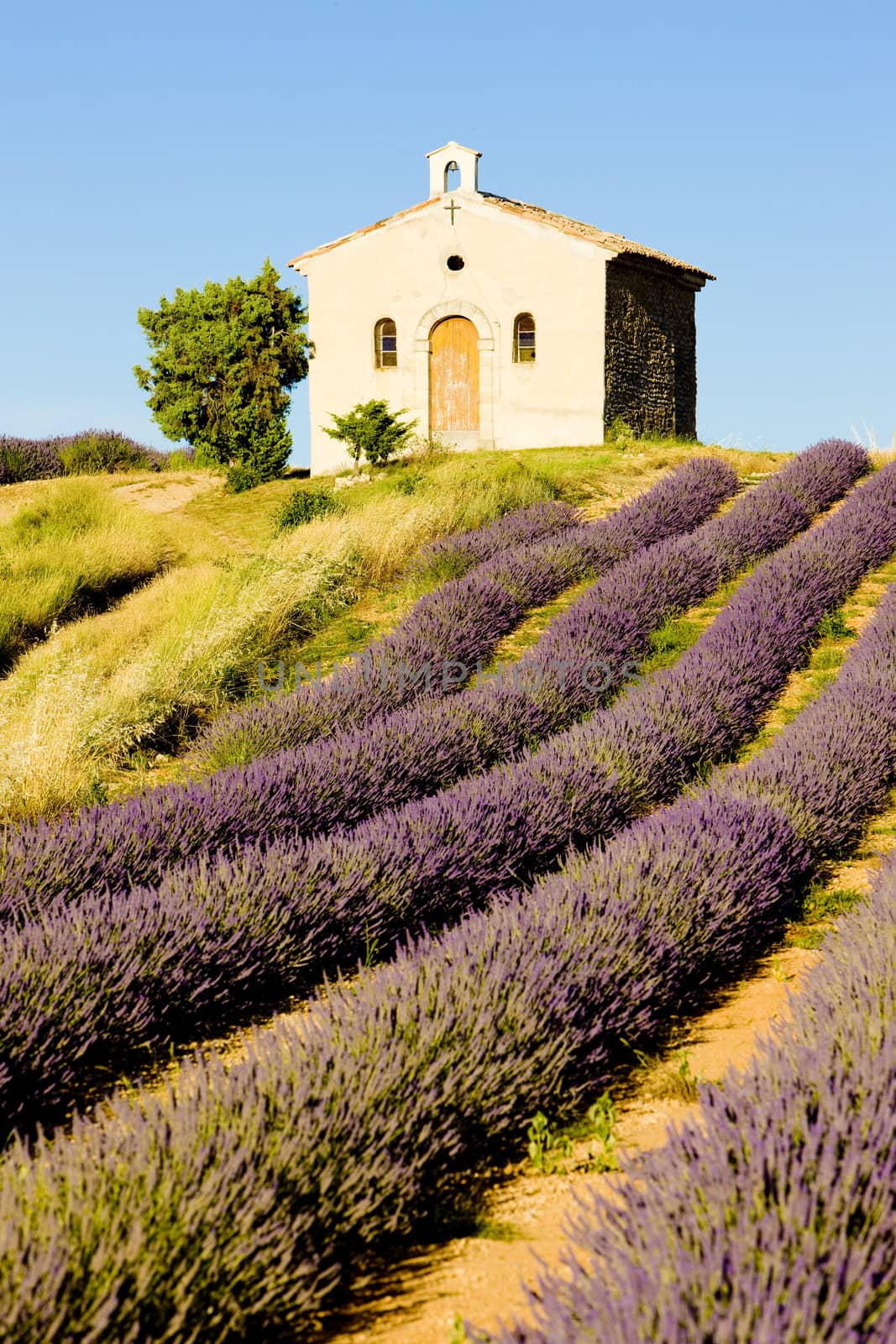 chapel with lavender field, Plateau de Valensole, Provence, France