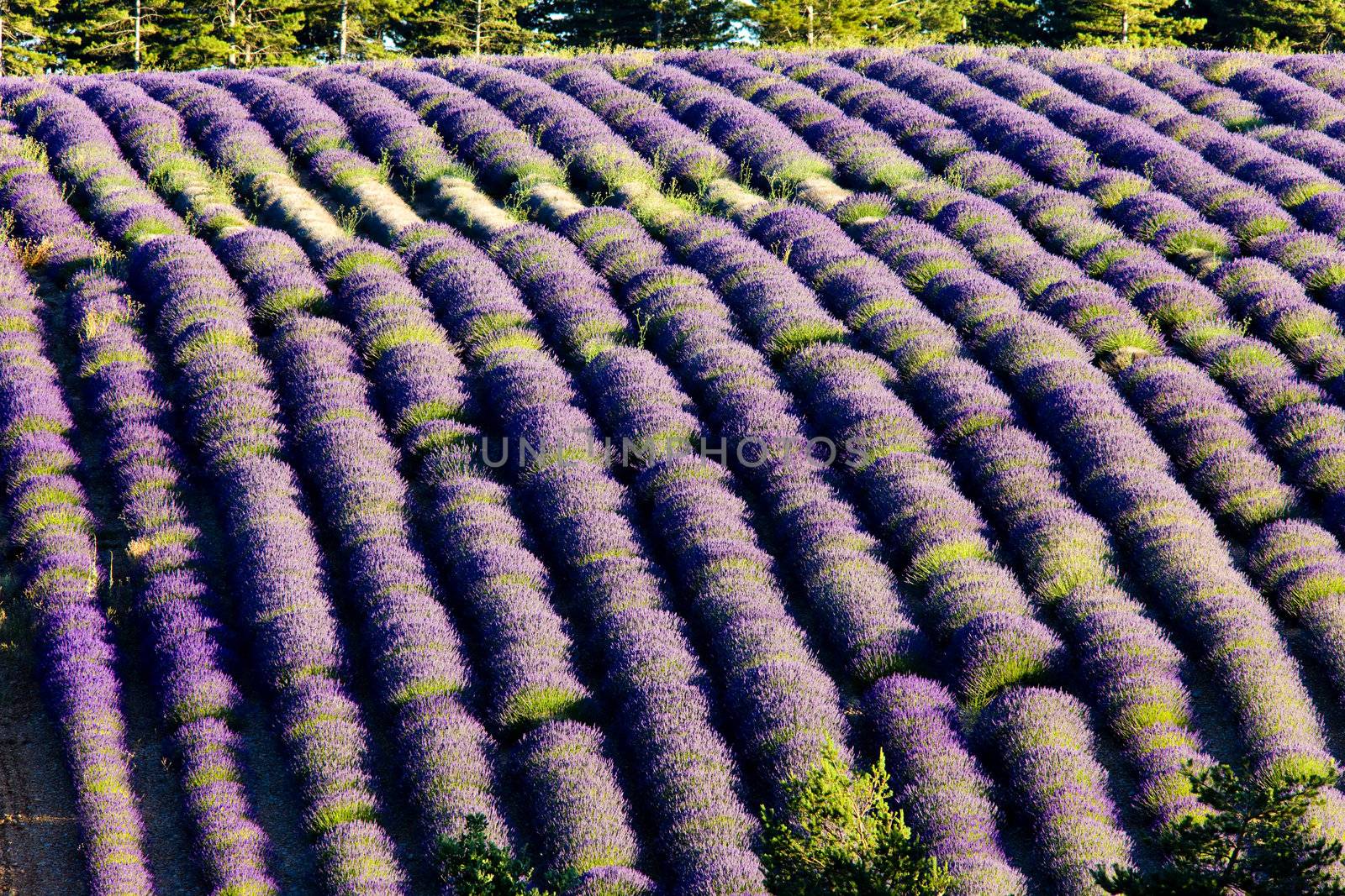 lavender field, Plateau de Valensole, Provence, France