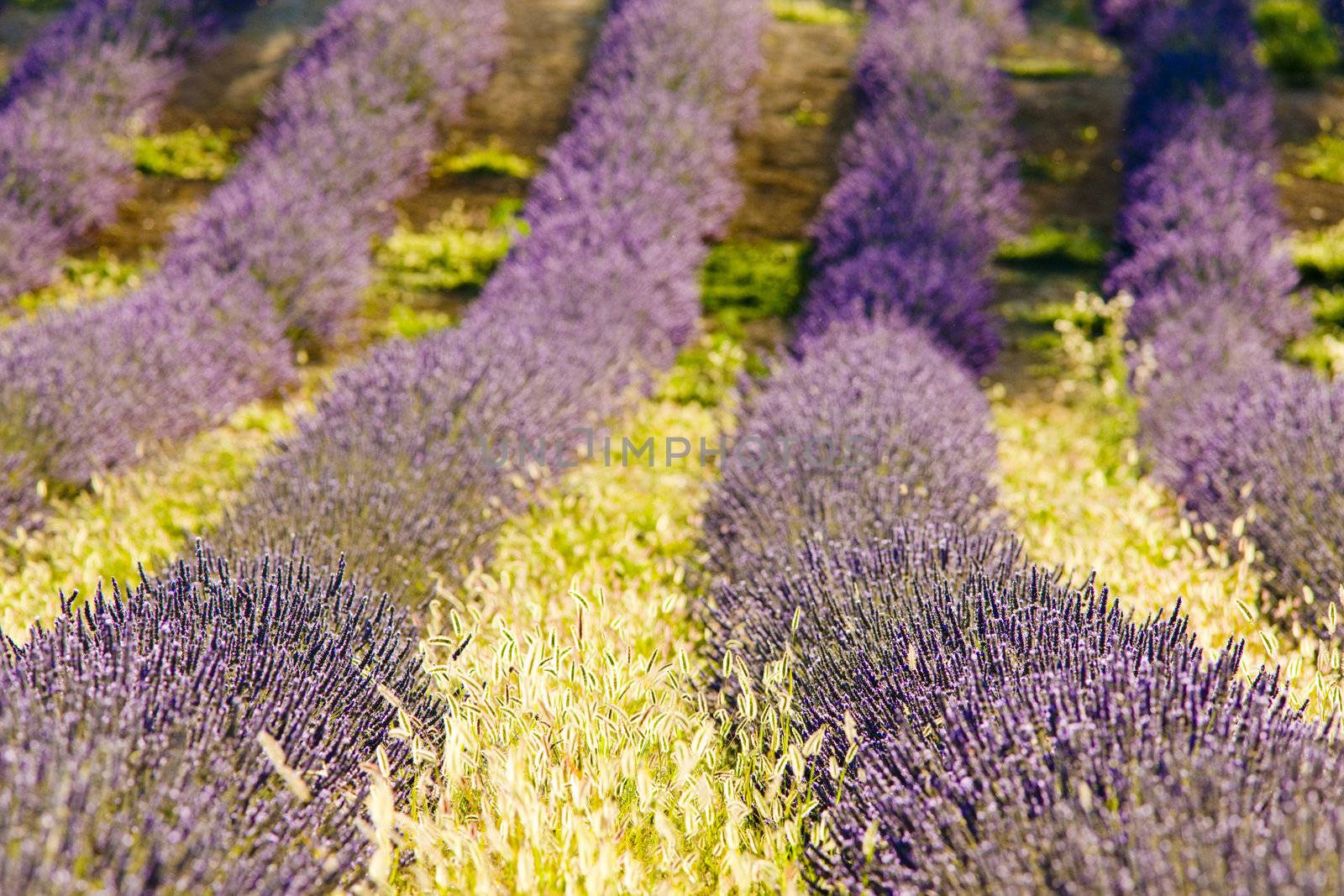 lavender field, Plateau de Valensole, Provence, France