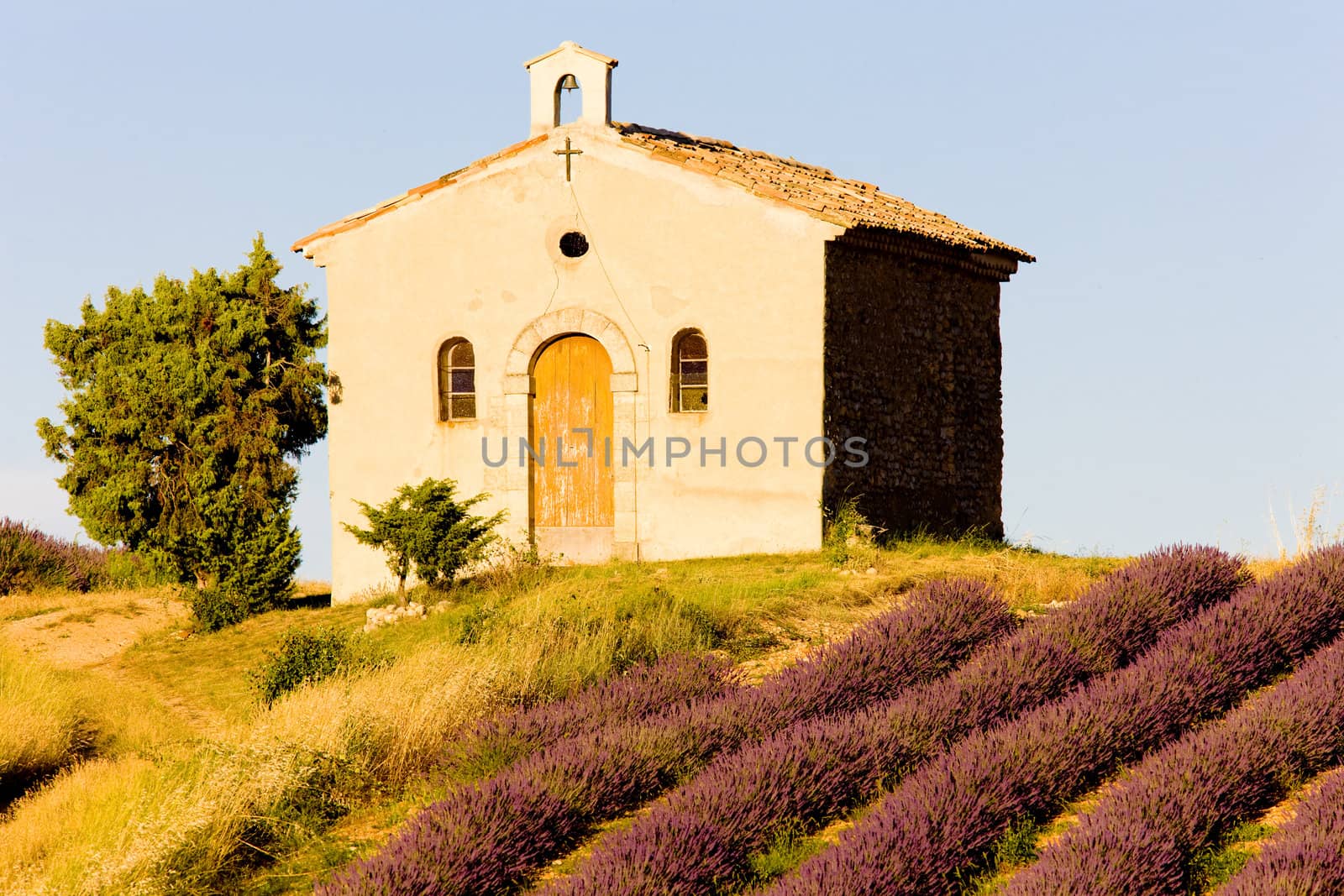 chapel with lavender field, Plateau de Valensole, Provence, France