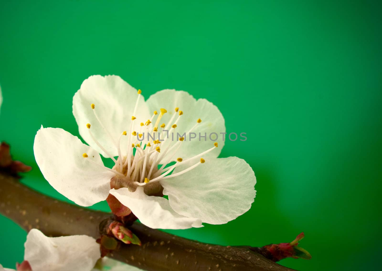 Spring cherry flower on green background