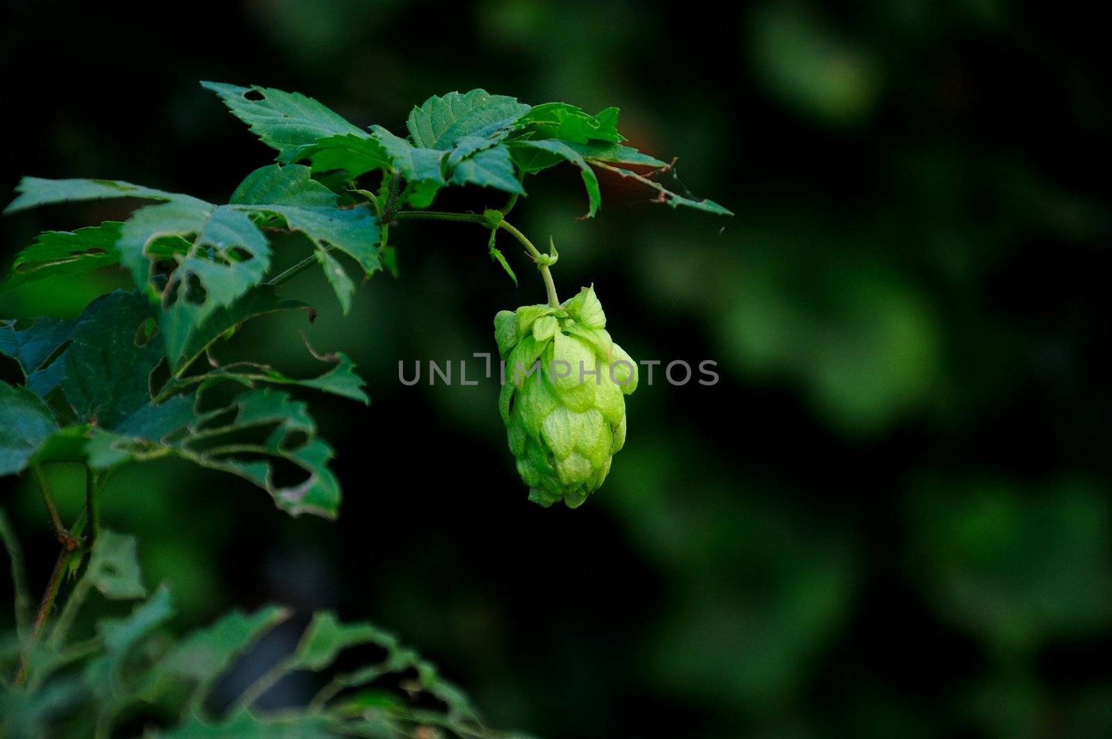 Bump ripe wild hops in the old garden