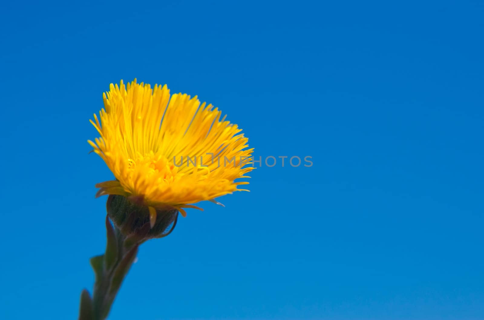 Single yellow flower.