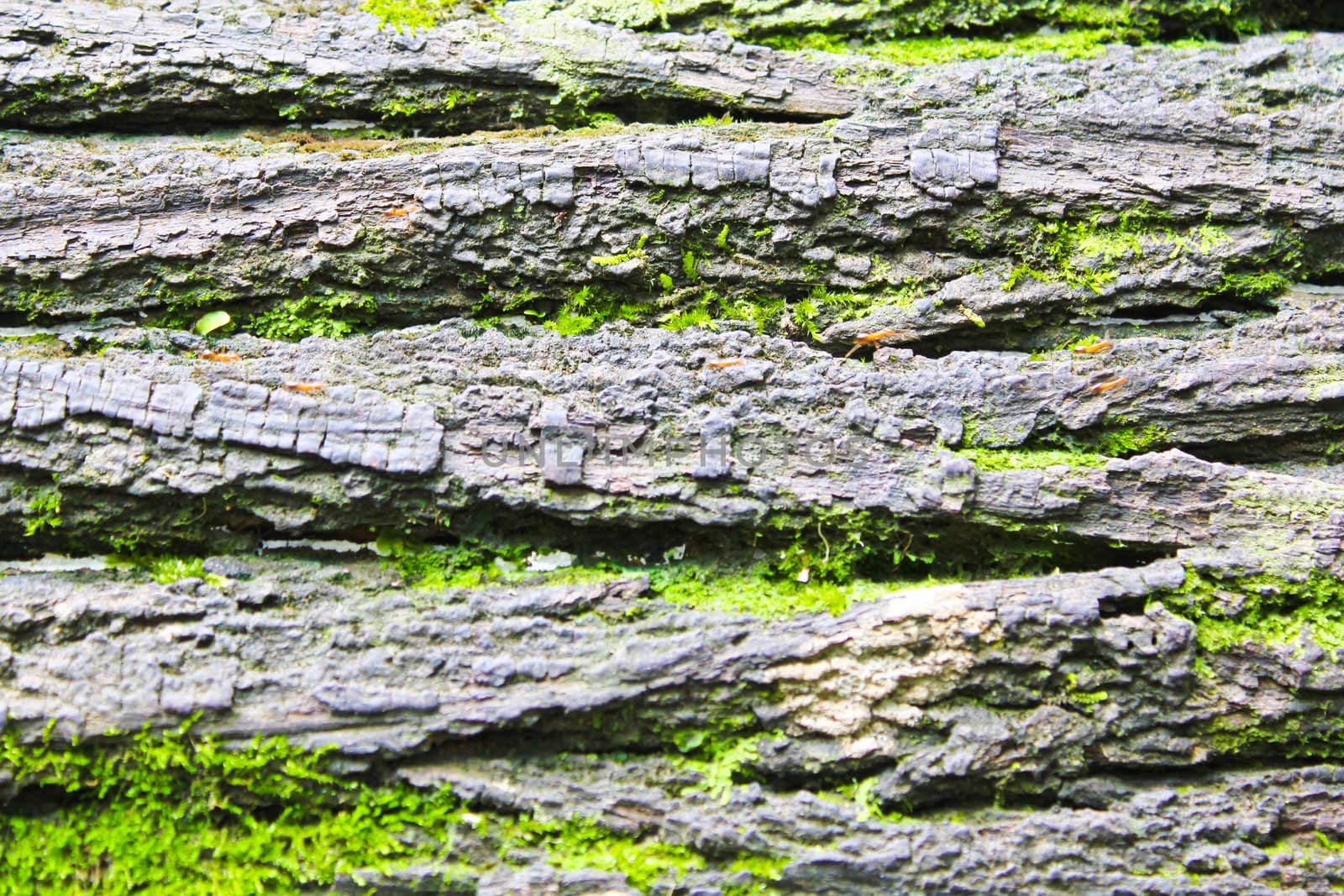 Grey bark and green moss are colorful background.