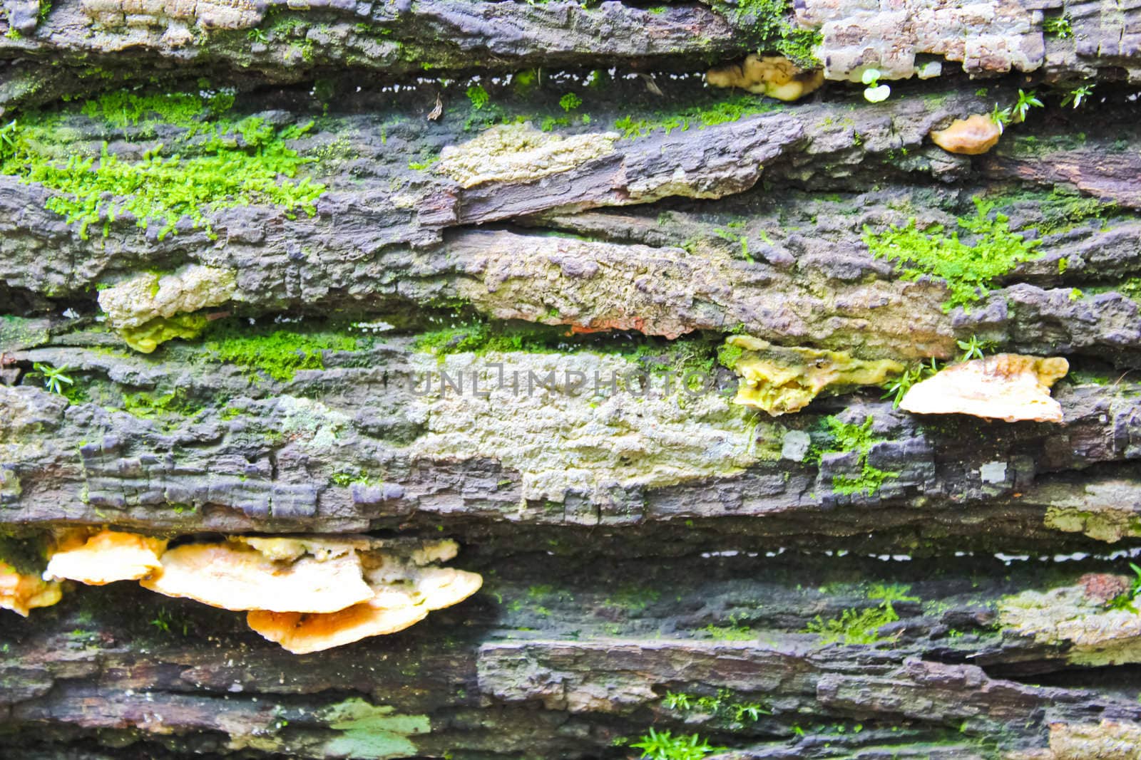 Moss, mushroom and grey bark background