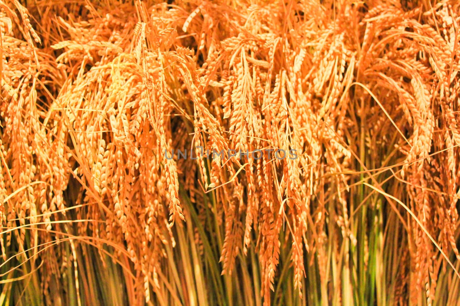 Golden rice background in the museum shows the ability of Thai King who teach his people grow rice.