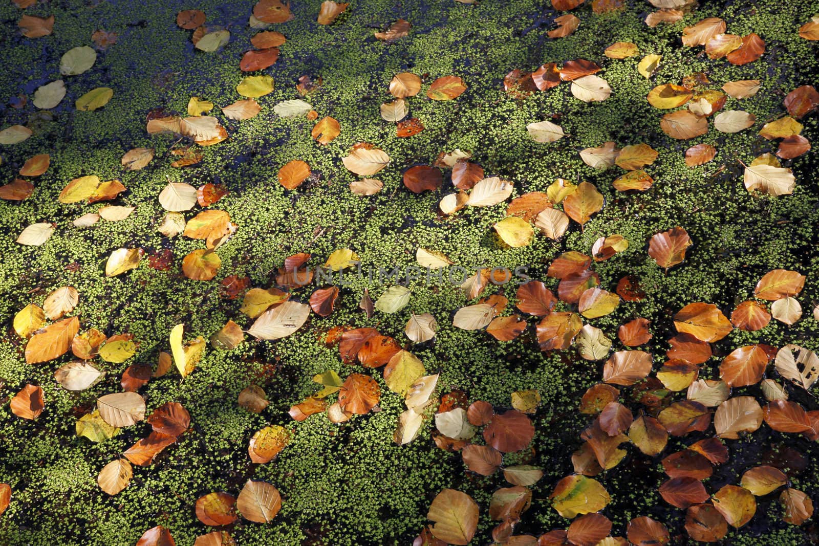colourful beech leaves and lesser duckweed in the fall