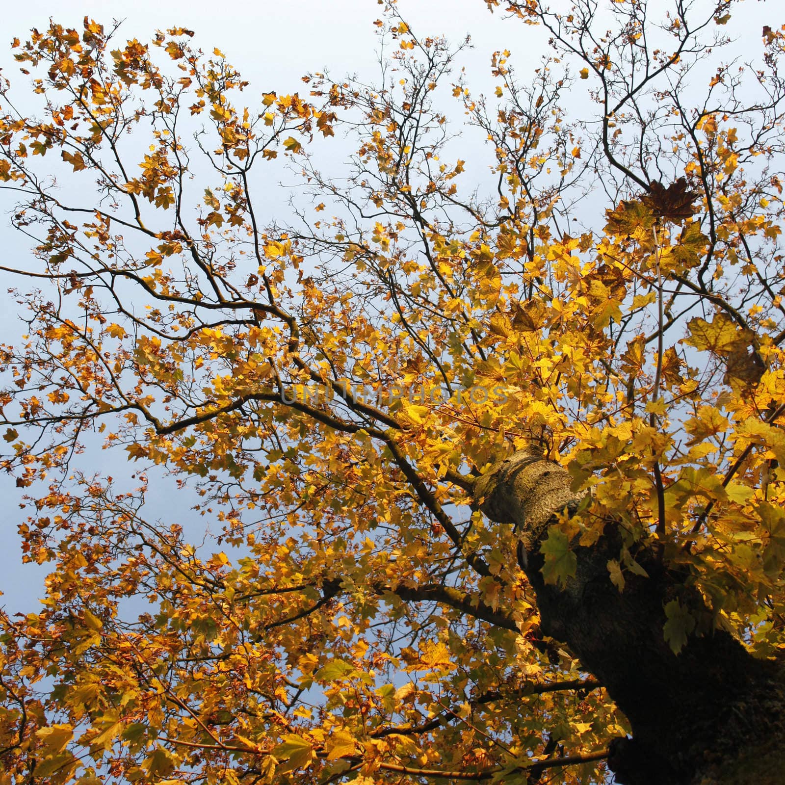 Maple tree with yellow leaves by ahavelaar