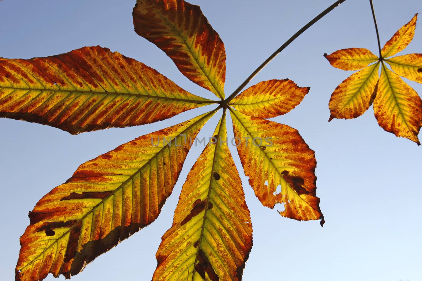 leaves of an chestnut tree in the fall and blue sky