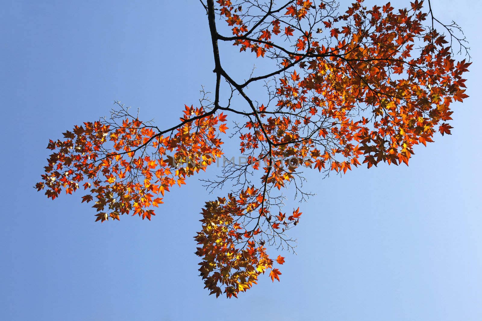 branch of maple tree with orange leaves in autumn and blue sky