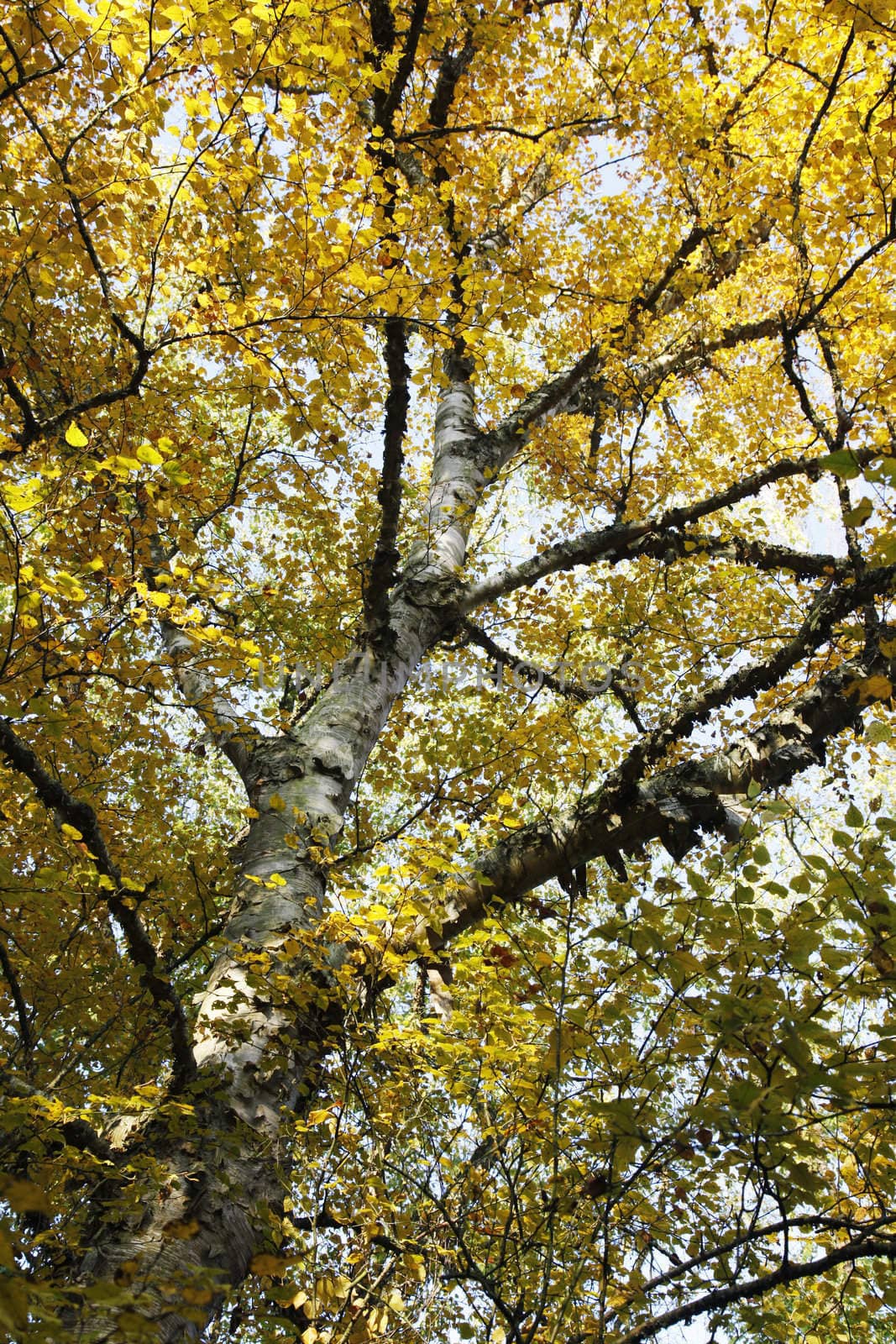 stam en gele herfstbladeren van een berkeboom