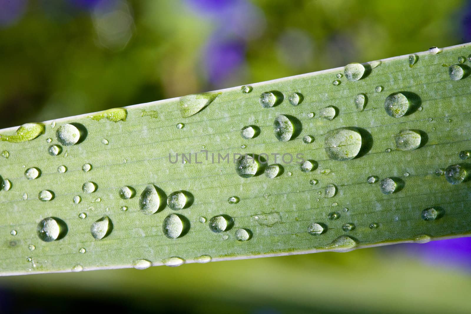 nature series: morning dew on green leaf