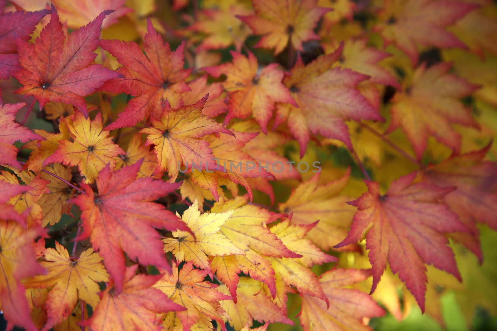 red and yellow maple leaves by ahavelaar